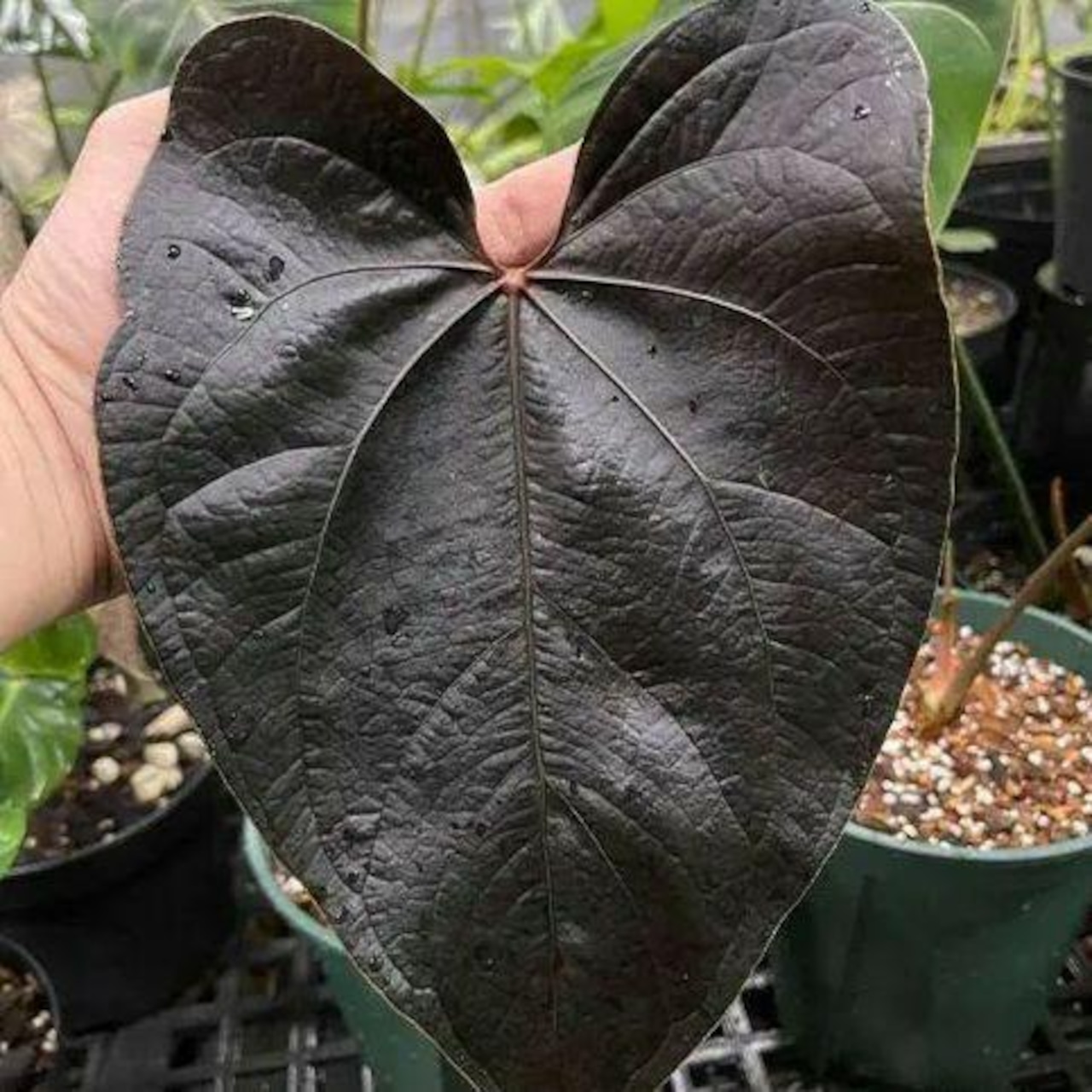 【希少】Anthurium Queen of Heart / アンスリウム クイーン オブ ハート⑤ / 観葉植物<育て方・花言葉>