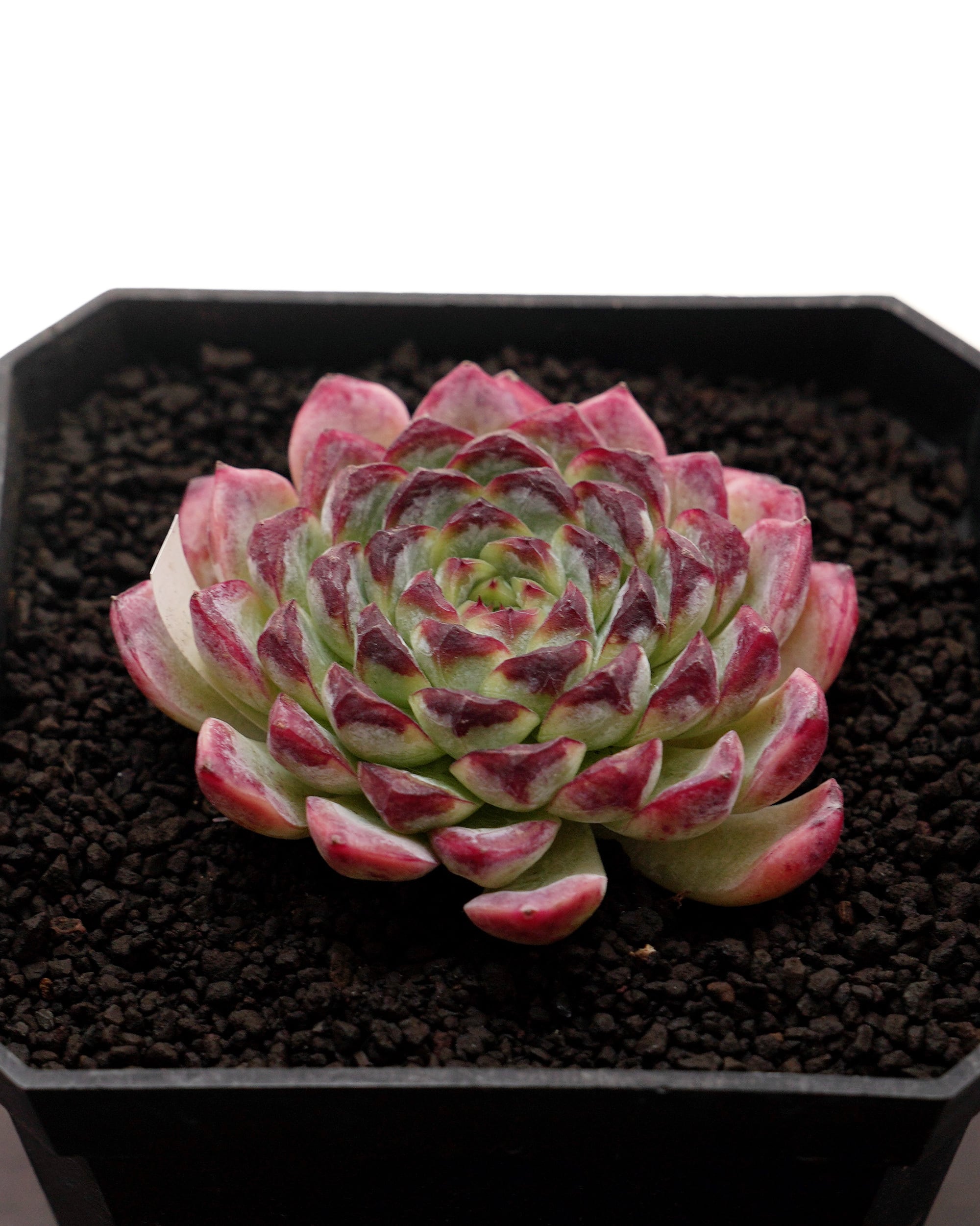 日本初？うちにしかない？！ | PUKUBOOK SUCCULENTS