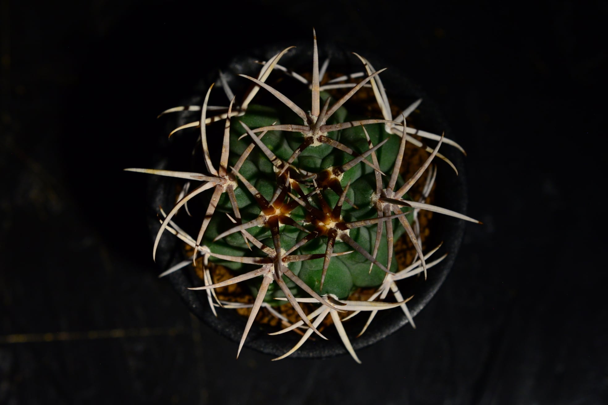 【秋のインテリア】ギムノカリキウム　フェロシオール　希少　自根　横幅7㎝ サボテン ギムノカリキュウム フェロシオール 自根 【秋の