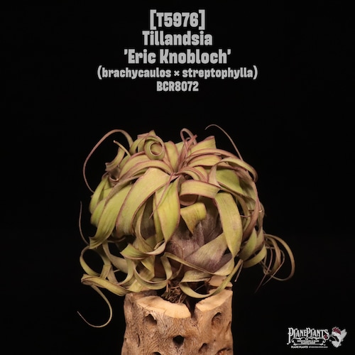 [reserved] Tillandsia 'Eric Knobloch'〔ティランジア〕T5976