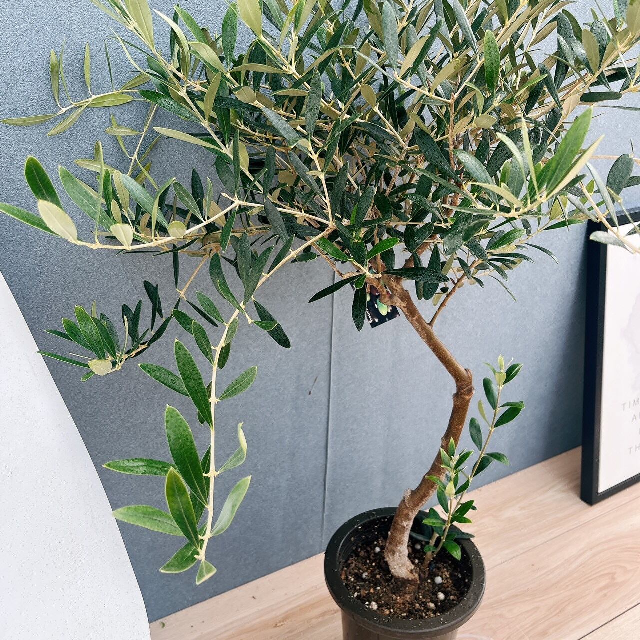 現品］15番 創樹 オリーブ ネバディロブランコ 6号 観葉植物 屋外