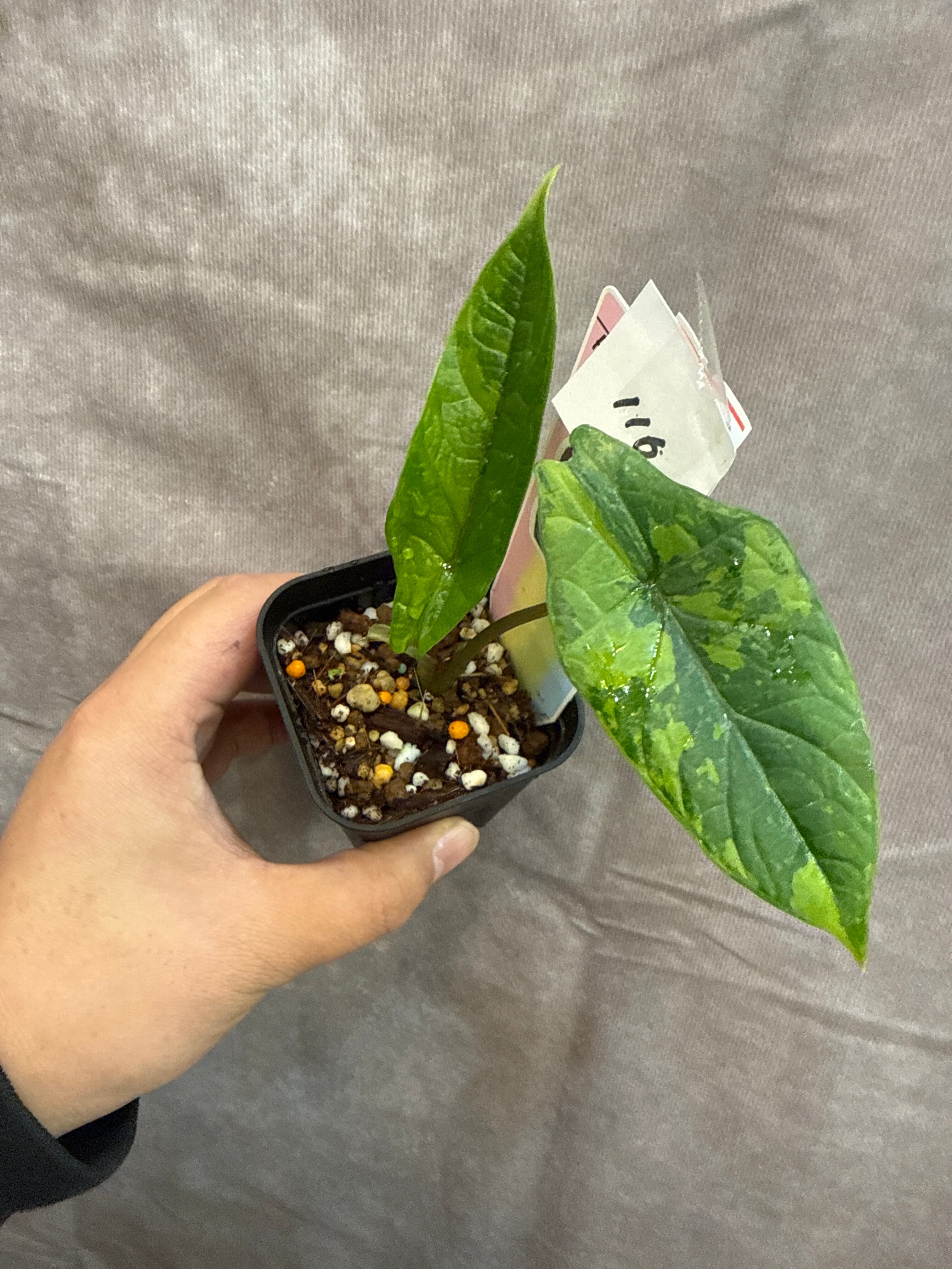 116. Alocasia 'scalprum variegated' / アロカシアスカルプラム斑入り 116. Alocasia 'scalprum variegated' / アロカシアスカルプラム斑入り