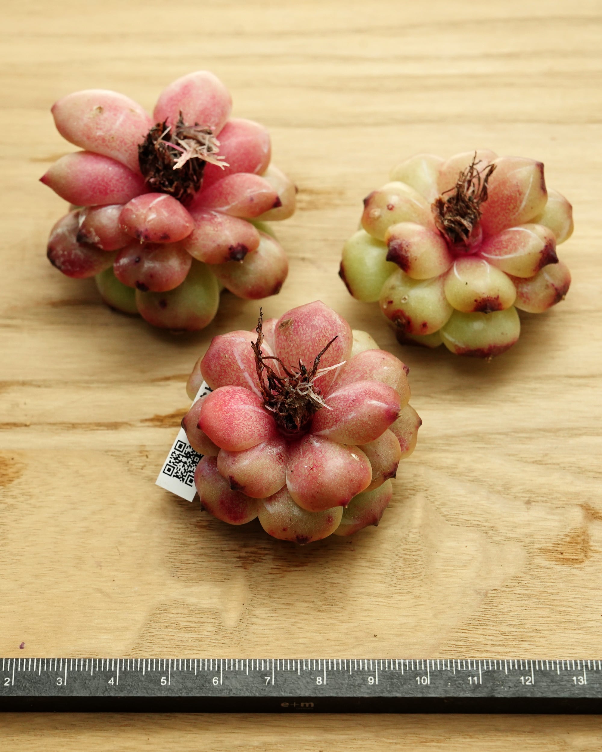 発根済カット苗 ブラックピル Echeveria 'Black Pill' | PUKUBOOK