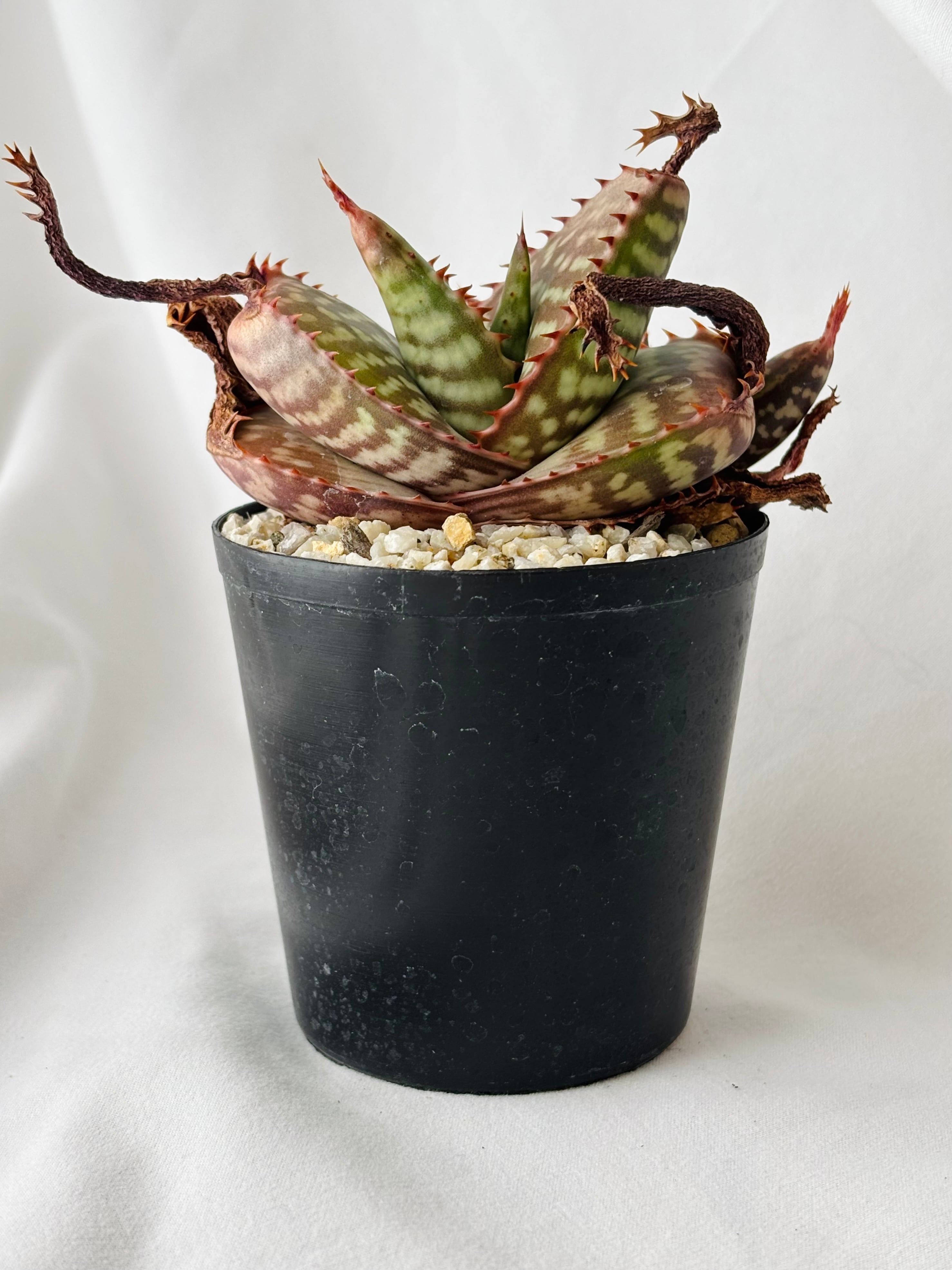 Aloe maculata v.latifolia アロエ ラティフォリア 多肉植物 | plants