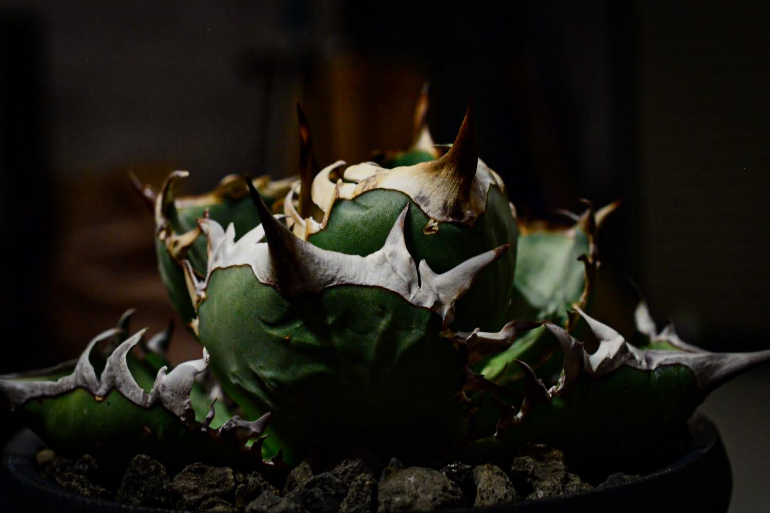 アガベ オテロイ オアハカ 胴切り子株 | N collect plants