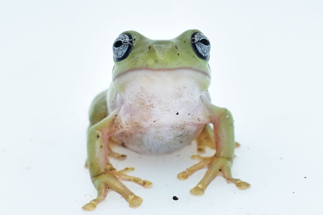 イエアメガエル ブルーアイ ヤング 1匹 | カエル通販：おたま商会