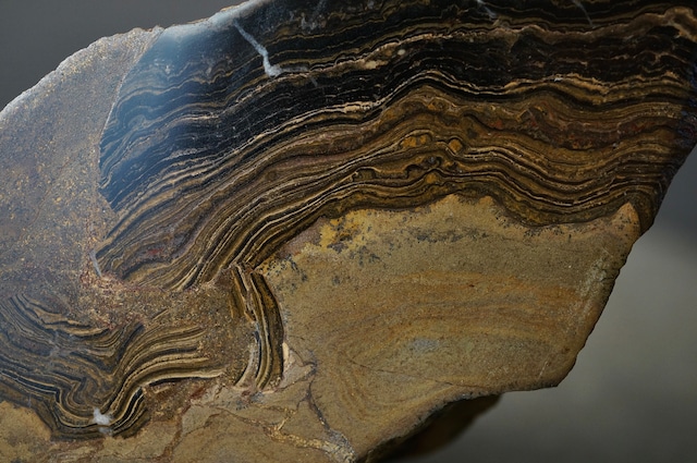 ボリビア ウユニ塩湖産ストロマトライト Stromatolite 1960