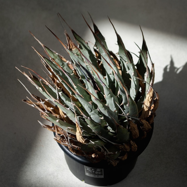 アガベ ユタエンシス エボリスピナ No.2