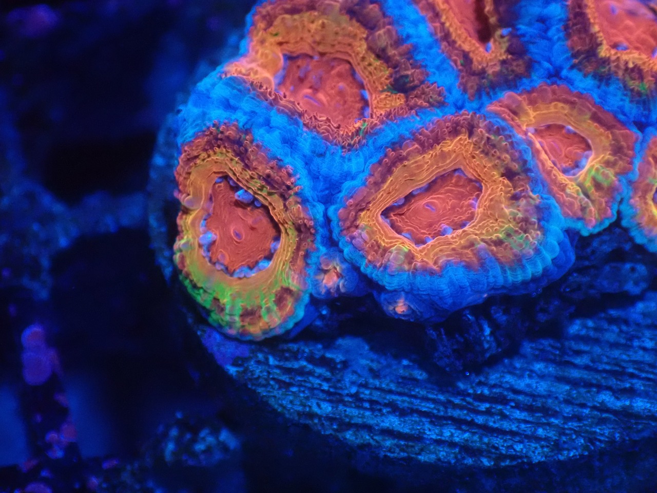 Loadhowensis PremiumRainbow 8