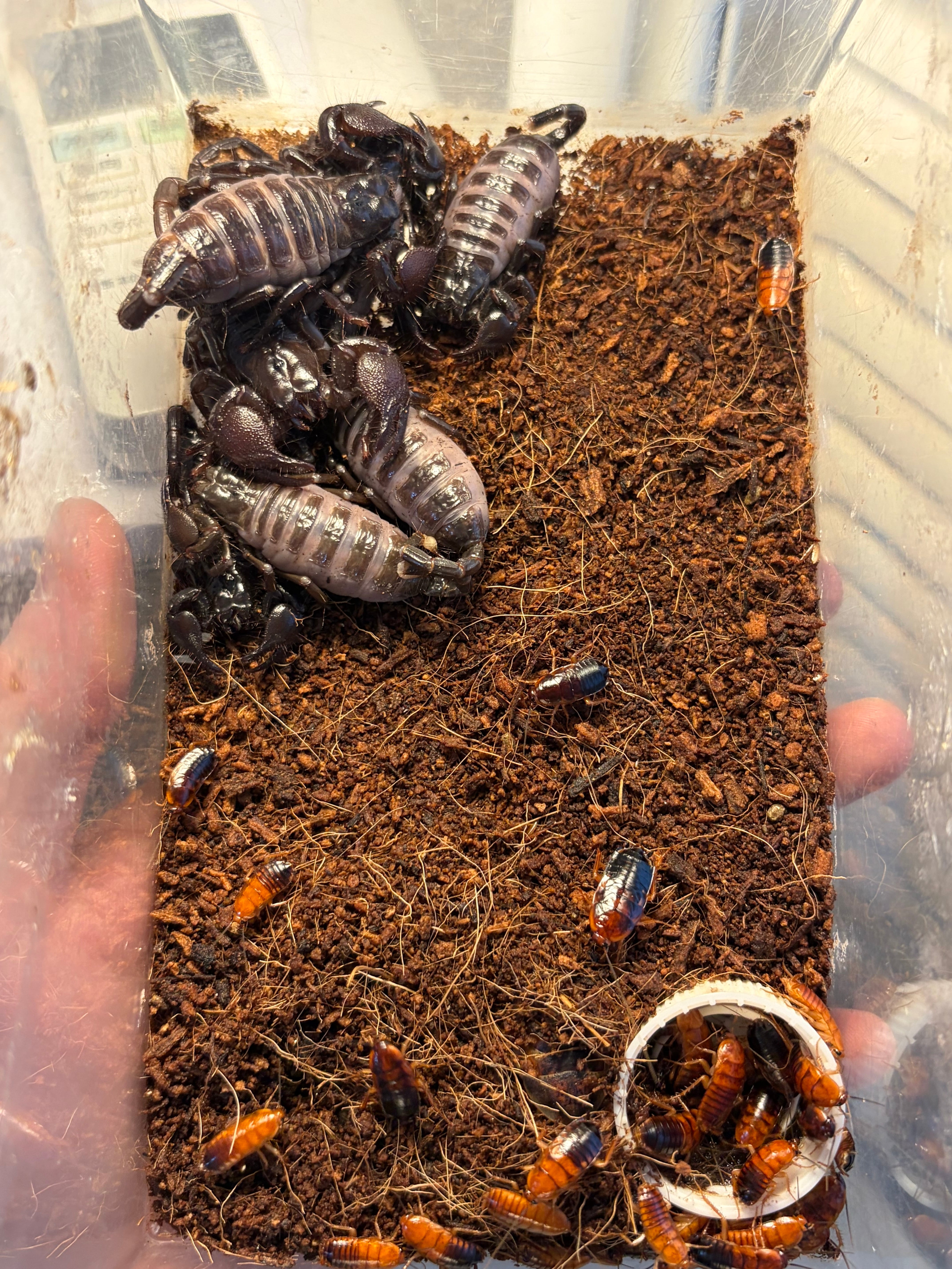 6mm】胸が黄土色に染まったコブスジツノゴミムシダマシ 標本ゾウムシ