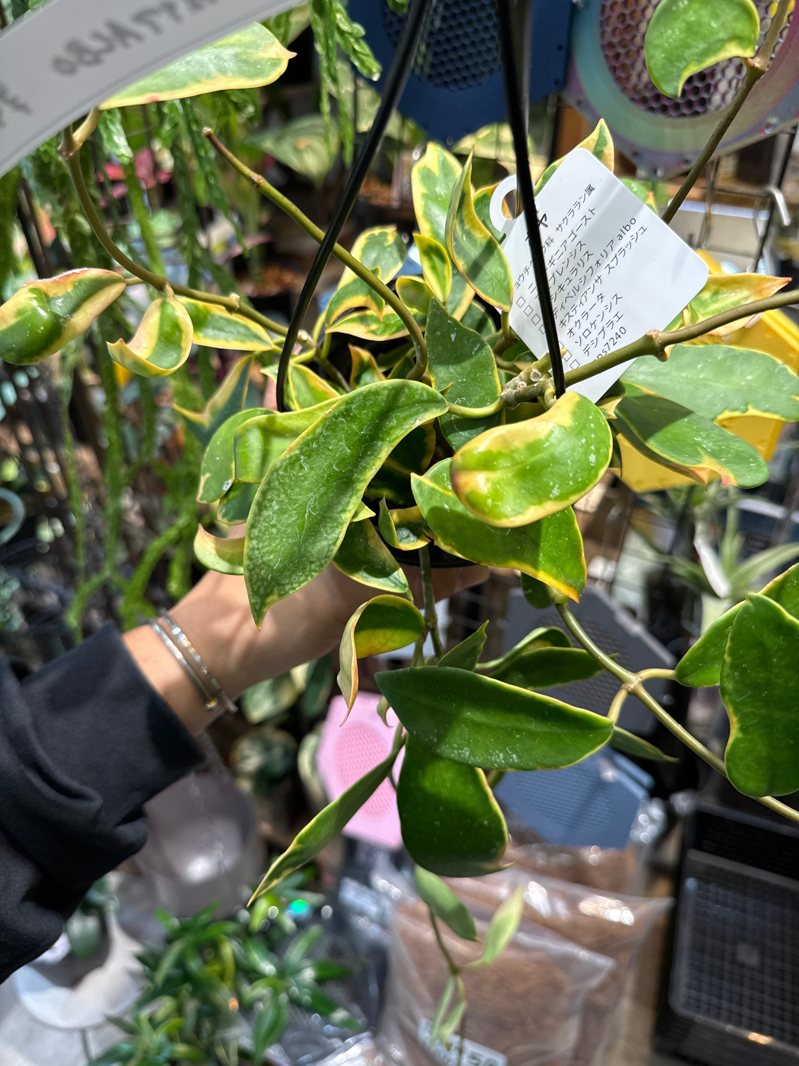 ホヤ ディベルシフォリアAlbo | Gardenえん 【観葉熱帯植物】