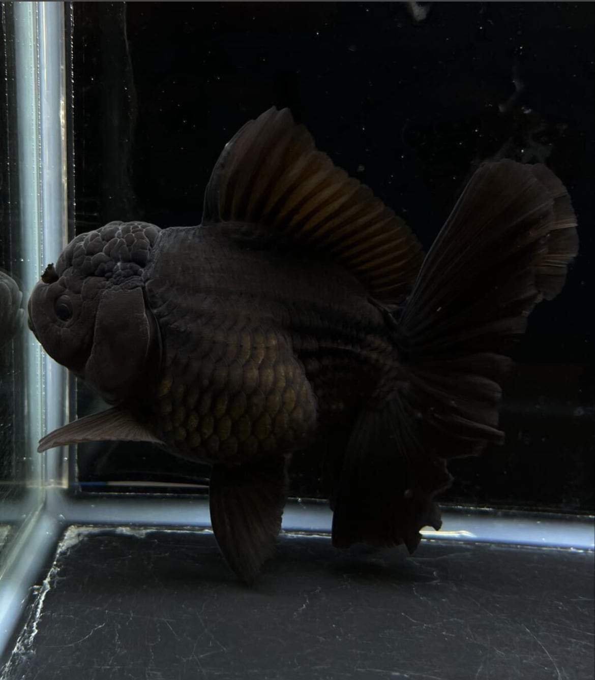 中国産ブラックローズ 当歳 極美漆黒 金魚 オランダローズテール ブラックオランダ No3