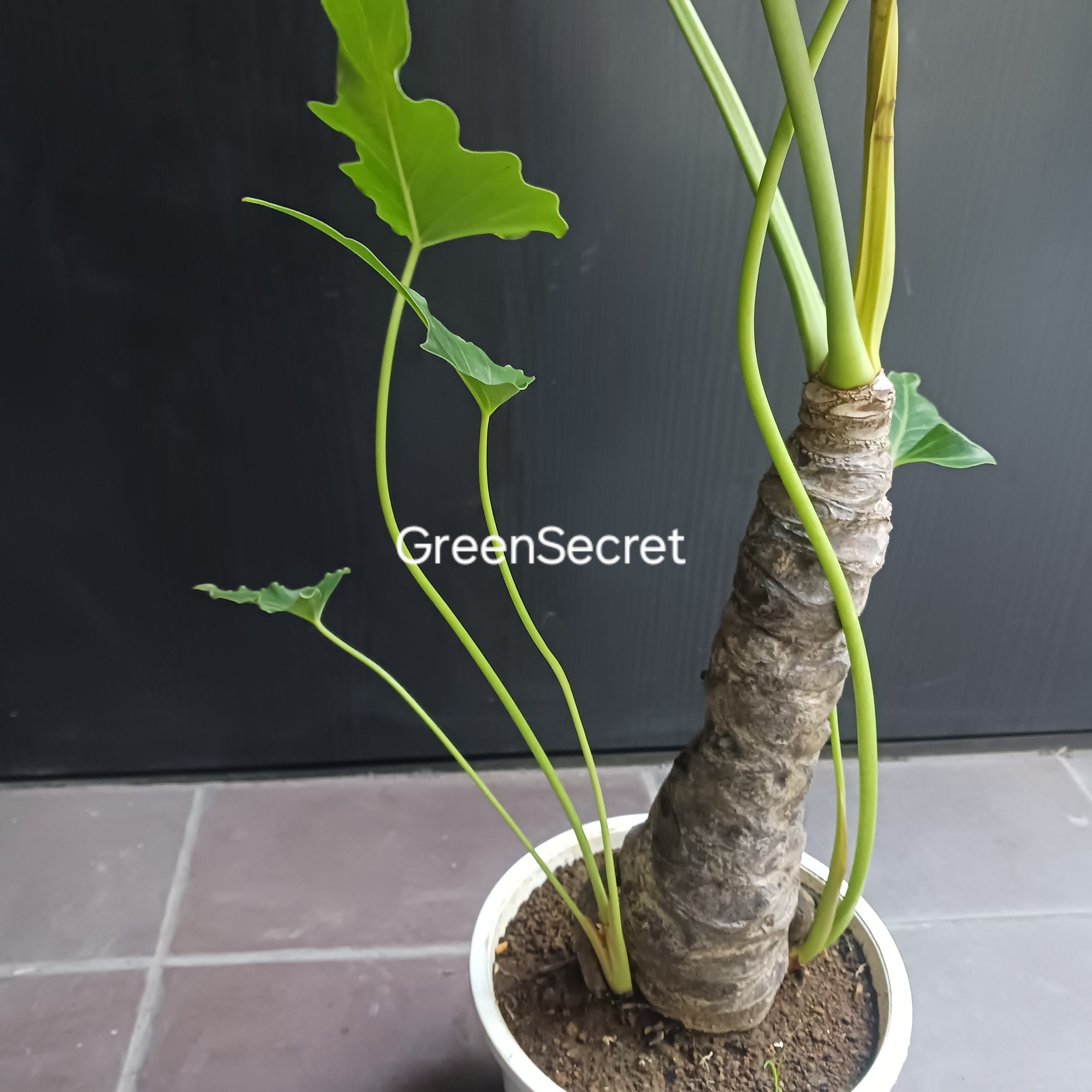 10 セローム 6号 幹上がり 幹立ち | GreenSecret