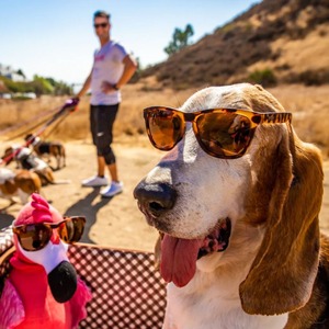 gooder / OG - BOSLEY'S BASSET HOUND DREAMS