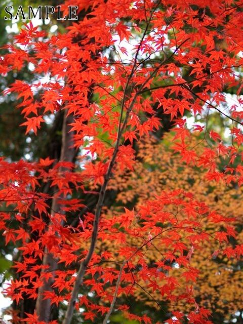 光明寺の紅葉　JPEG (2)
