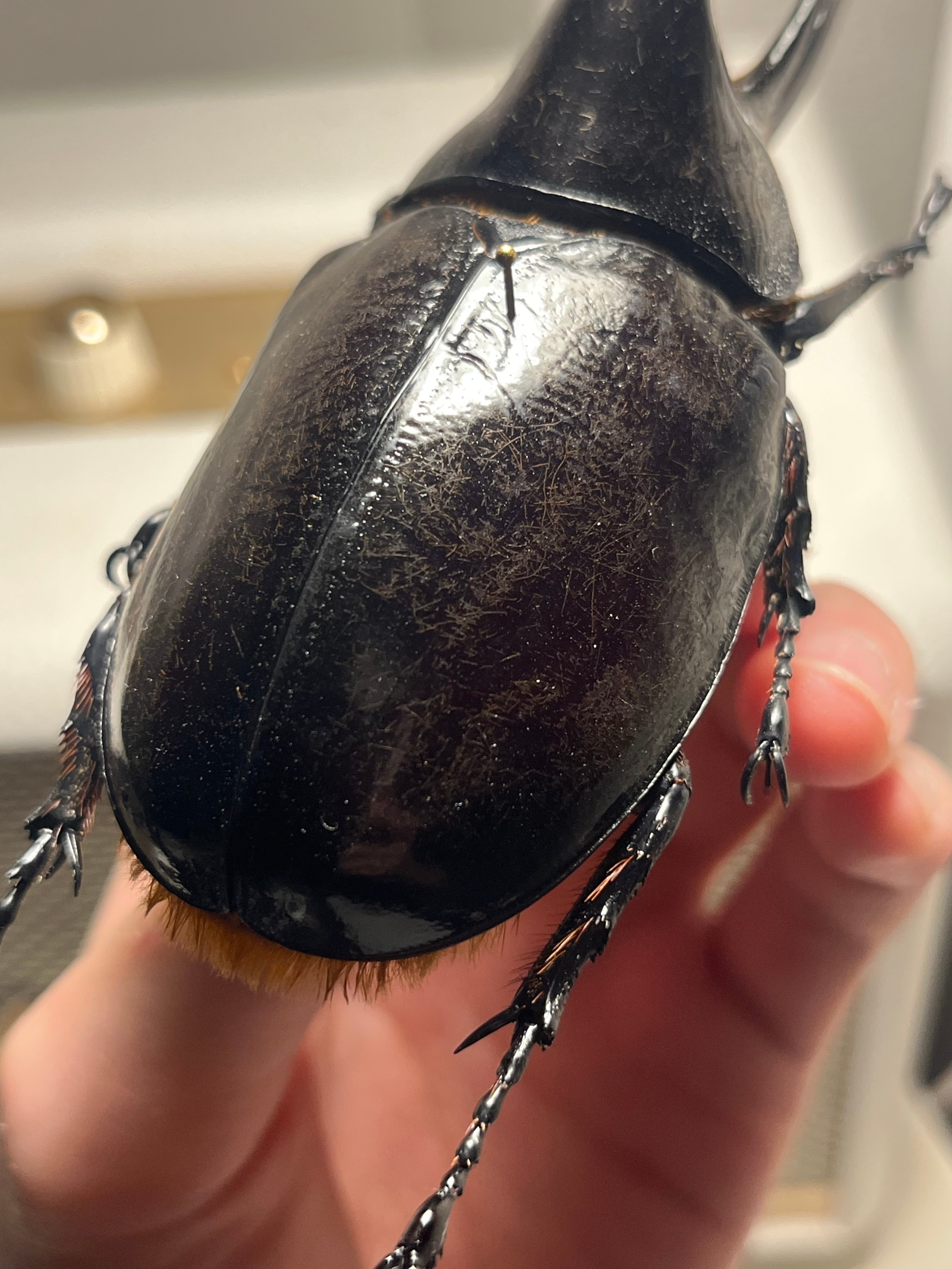 140mm】ネプチューンオオカブト 標本 Dynastes neptunus ♂ヘラクレス