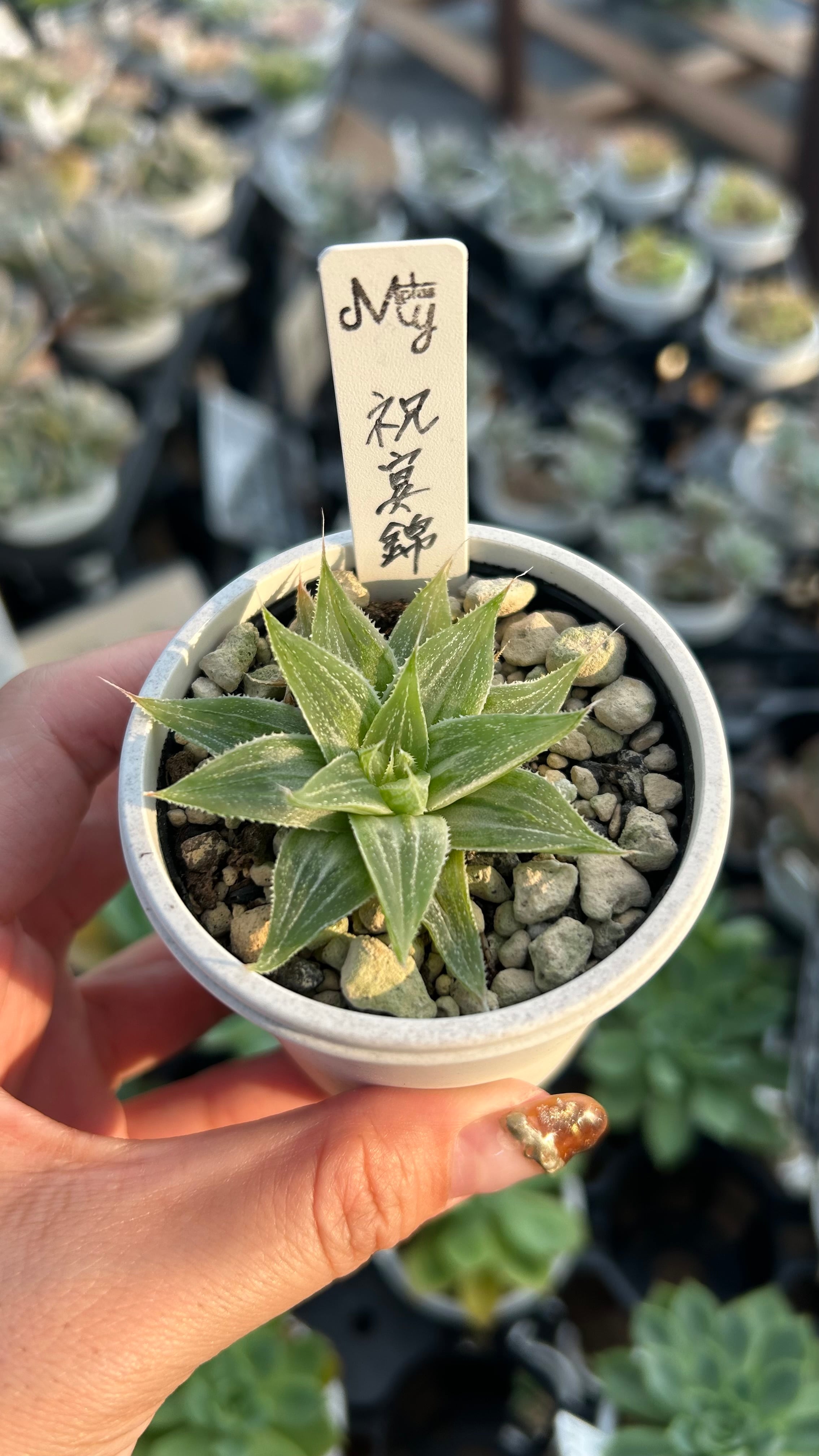 祝宴錦 多肉植物 ハオルチア 安心の生産ポットそのまま販売（8個選ん