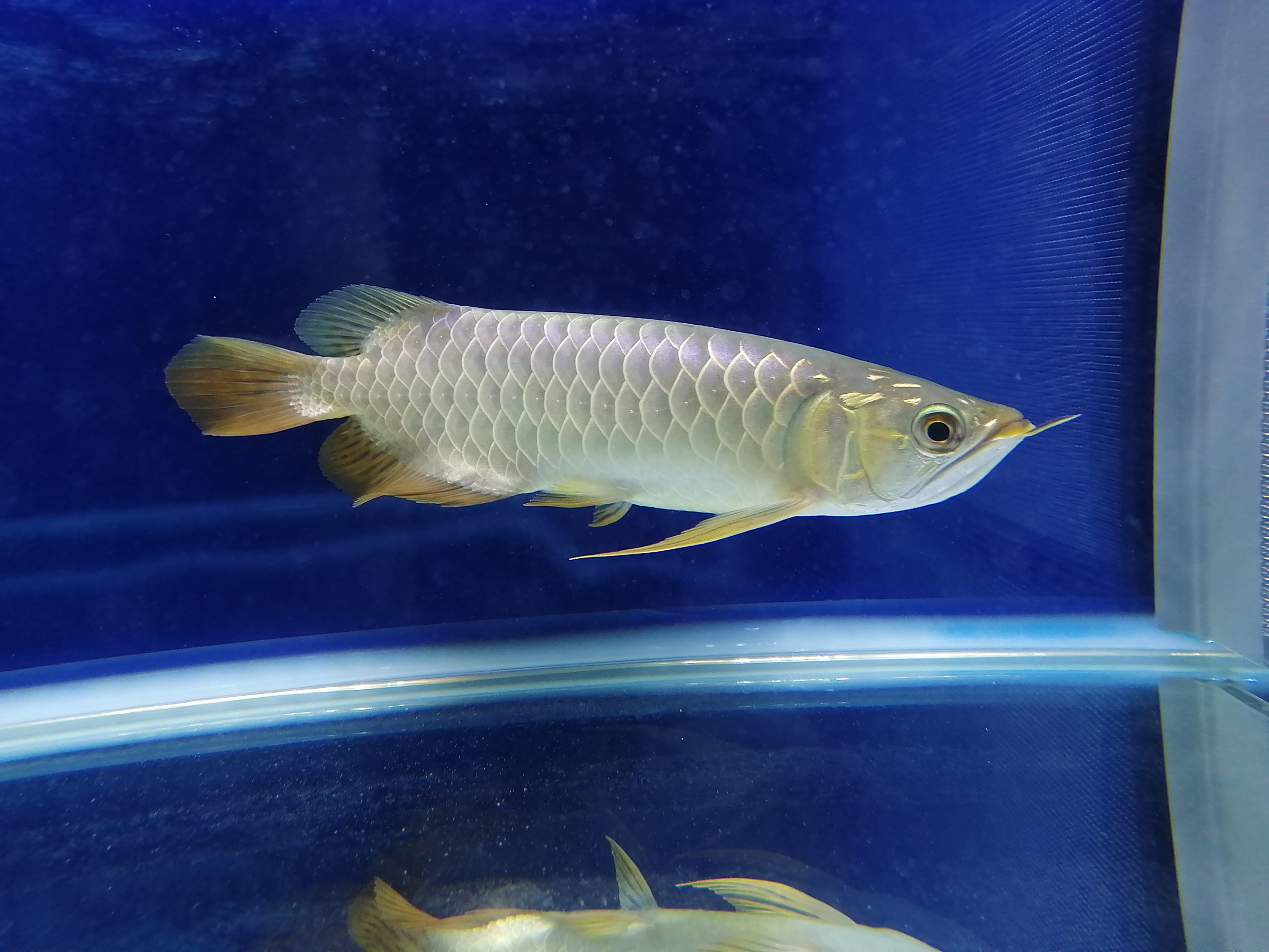 藍底過背金龍 (ブルーベース) ±22㎝《5936 証明書付き》