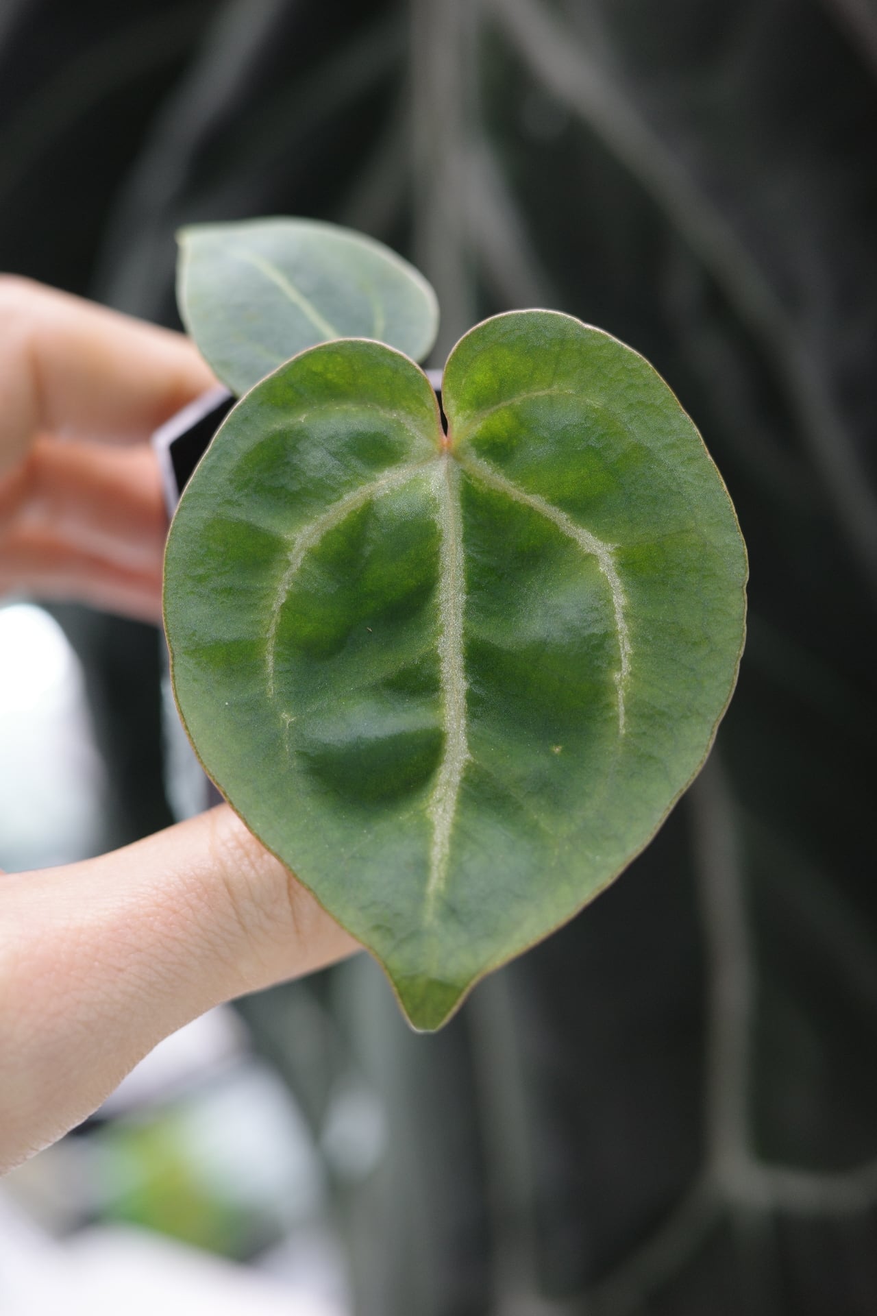 division】Anthurium 'Sunset Frill' | anthuroom