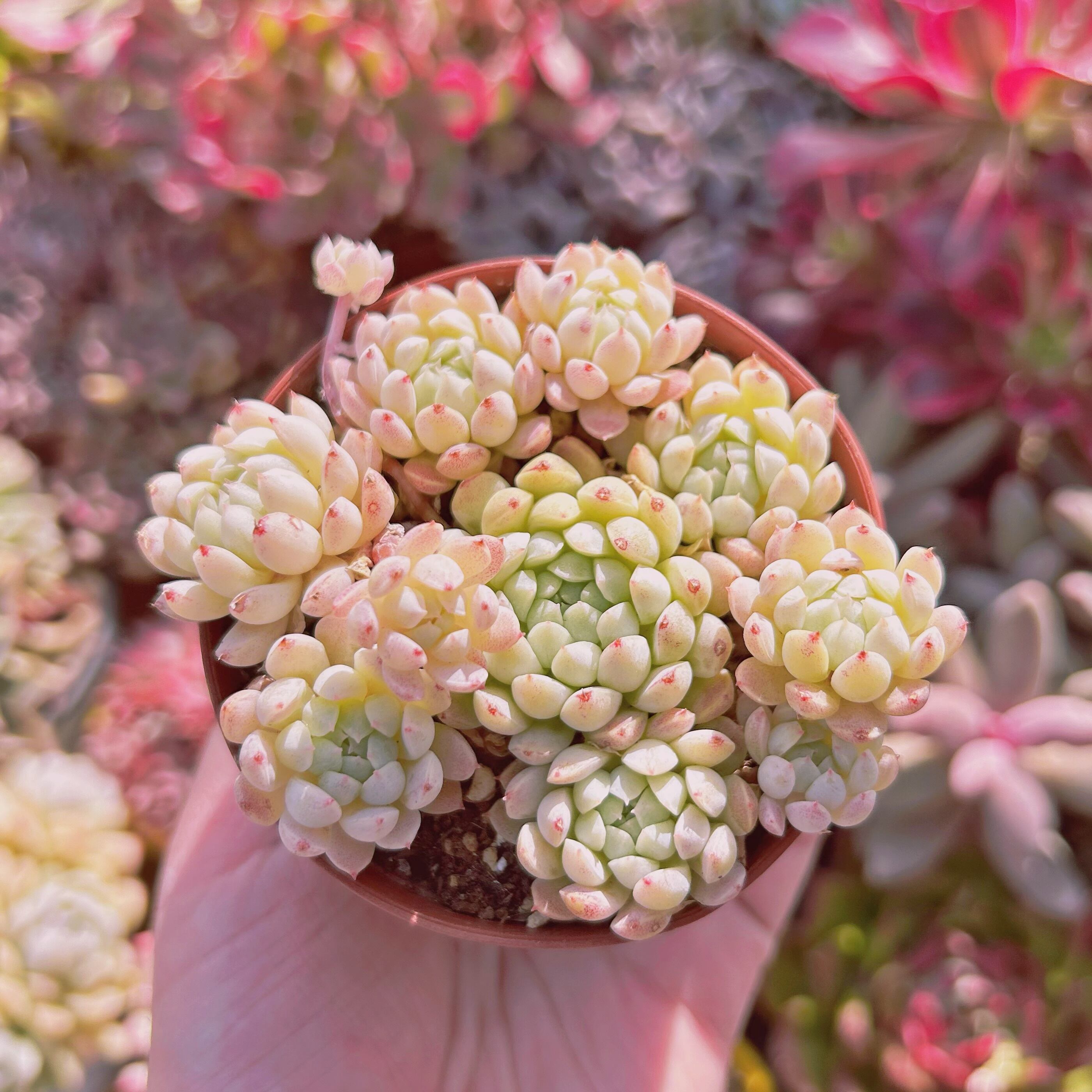 #298現物　多肉植物　ハチミツボール