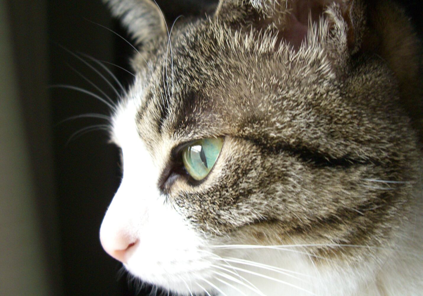 猫 ポストカード The Cat who....横顔(白サバ) 10x14.8センチ(cm)官製はがきサイズ 猫写真 はがき ねこ葉書 ネコハガキ Postcard アイとちび ジェリー