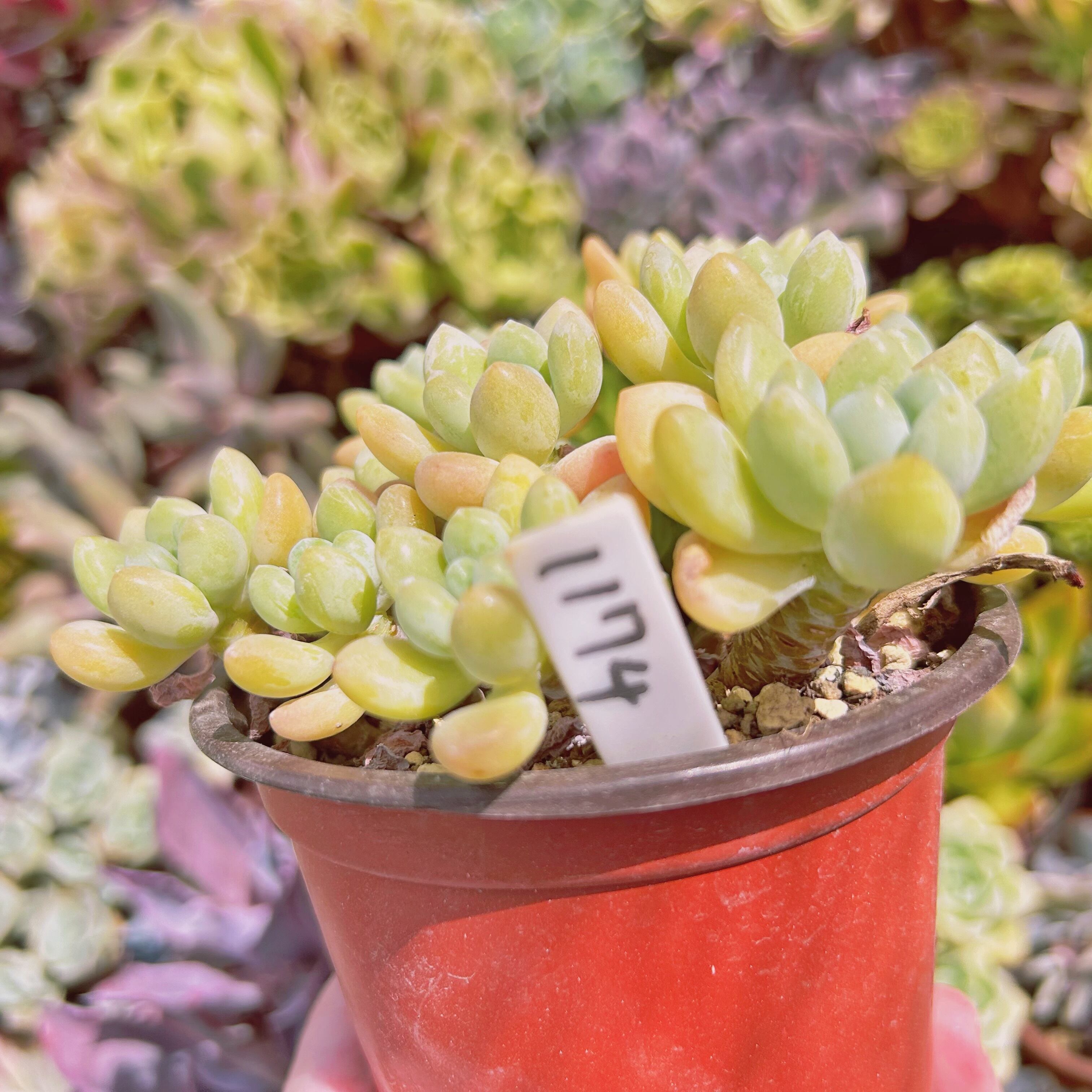 1174現物 多肉植物 ストロベリーミルク 抜き苗 | るる農園~多肉植物専門