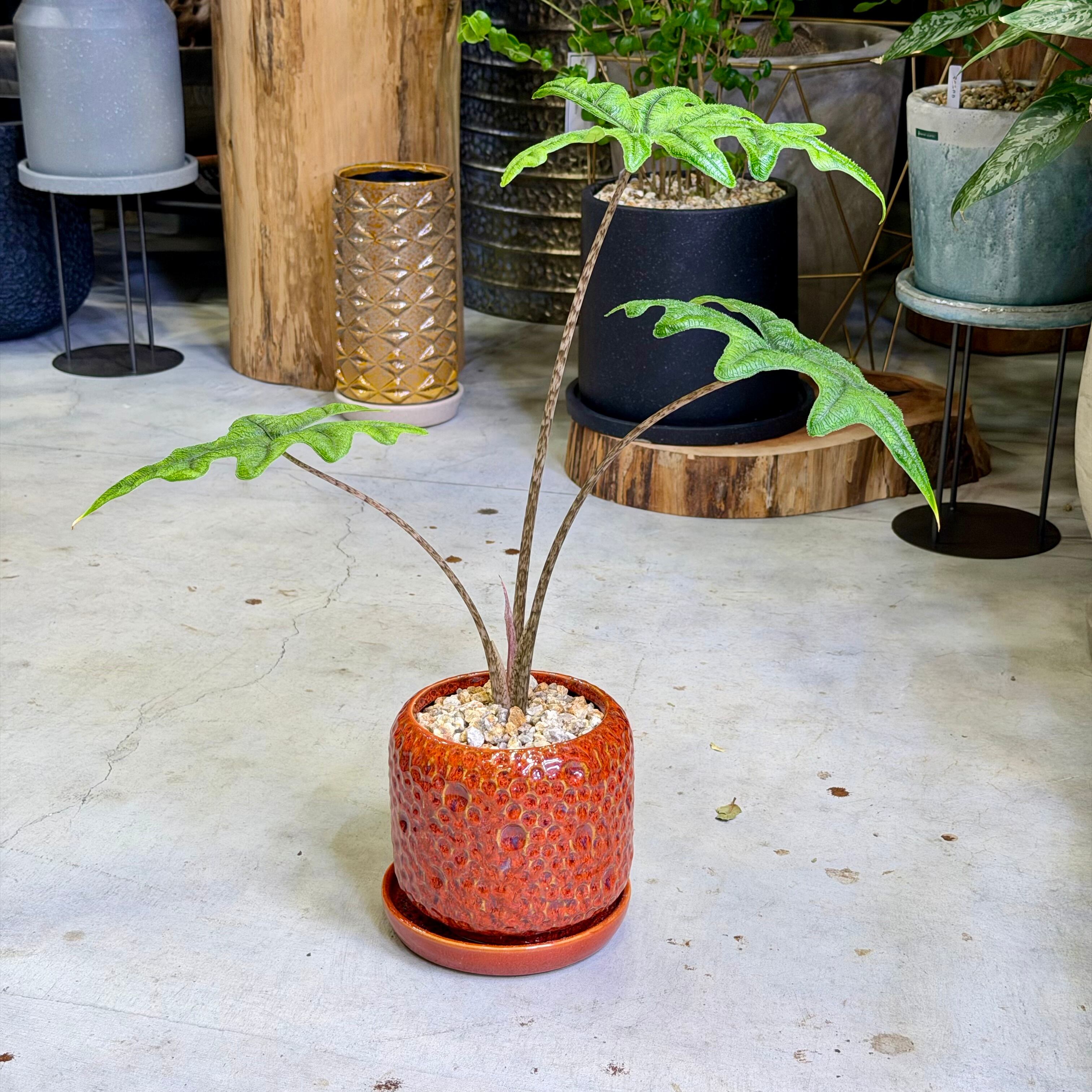 アロカシア・マハラニ | barrelplants_BONSAI
