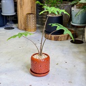 アロカシア・ジャグリン