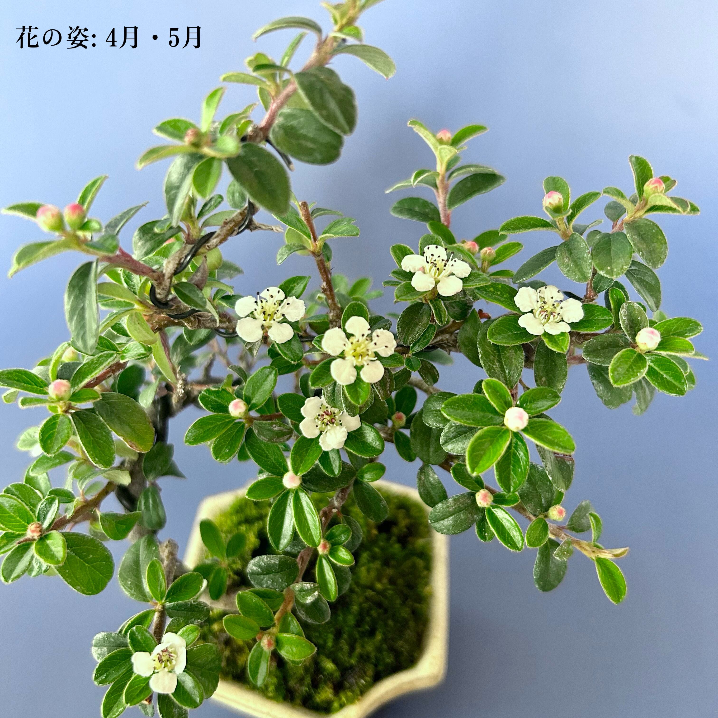 高山植物、コケモモ、コケモモ群生、48センチ角鉢、盆栽、高山植物盆栽 ミニ盆栽：こけもも*(信楽焼鉢)【2023年落実】コケモモ苔桃山