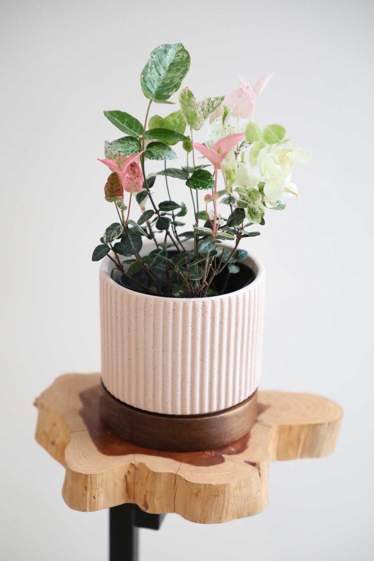 【S】初雪カズラ/Asian jasmine　※陶器鉢付き