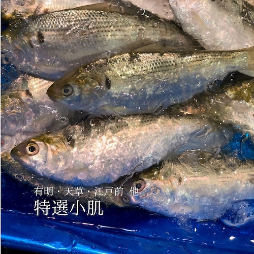 特選 小肌 こはだ　有明・天草・江戸前・大阪湾 他 約500g 鮮魚【kohada500g_小肌５００ｇ】 冷蔵