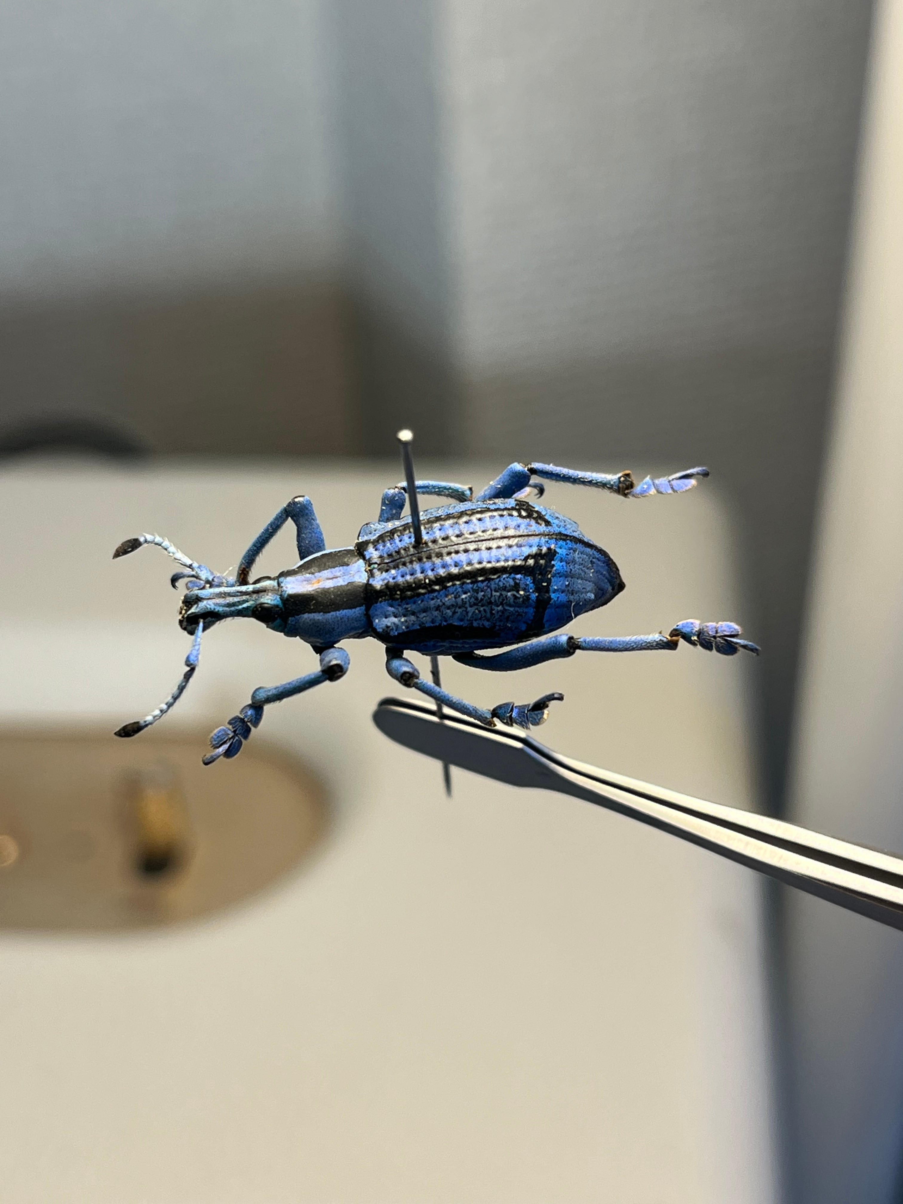 【25mm】トライバルな模様が美しいニケリーホウセキゾウムシ 標本カミキリ甲虫 25mm】ベネットホウセキゾウムシ 標本カミキリ昆虫ゼリー標本甲虫フン