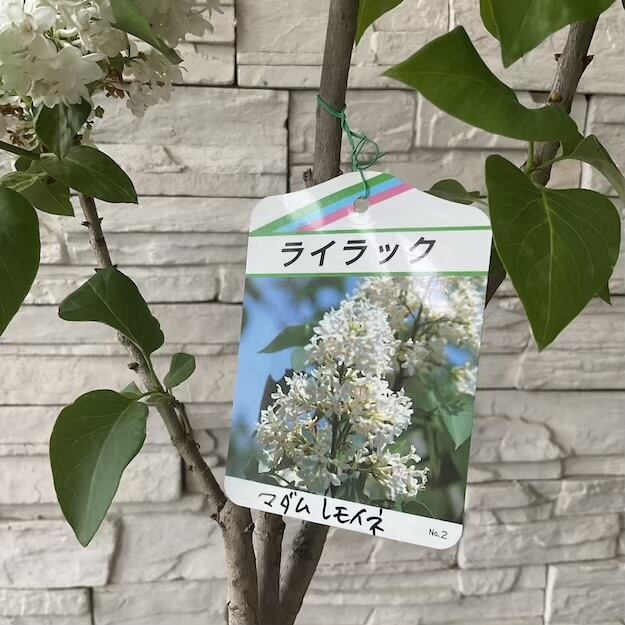 送料無料】ライラック 選べる2色 | 橋本種苗園