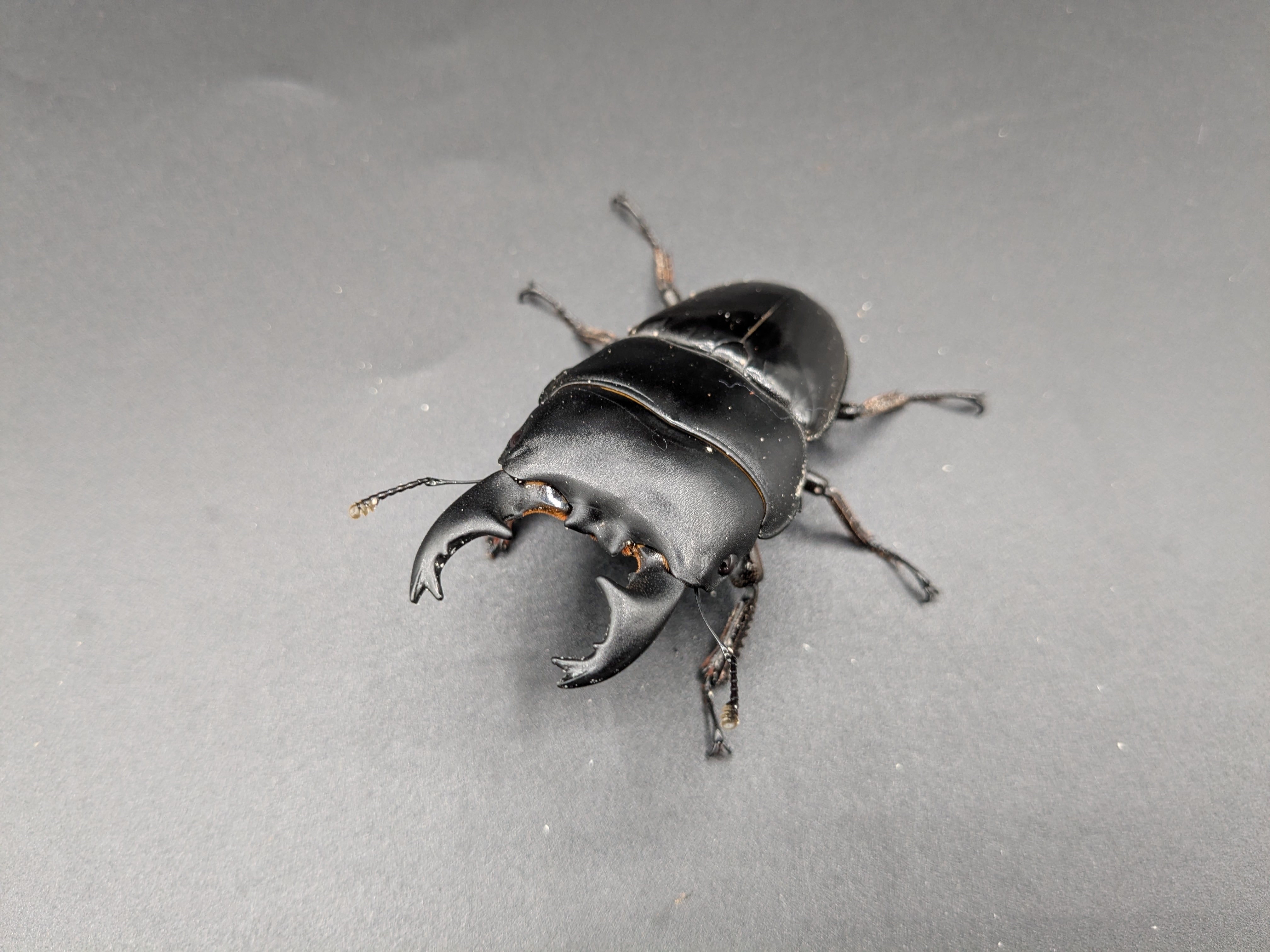 WDユーリケファルスヒラタ ♂71mm♀27mm