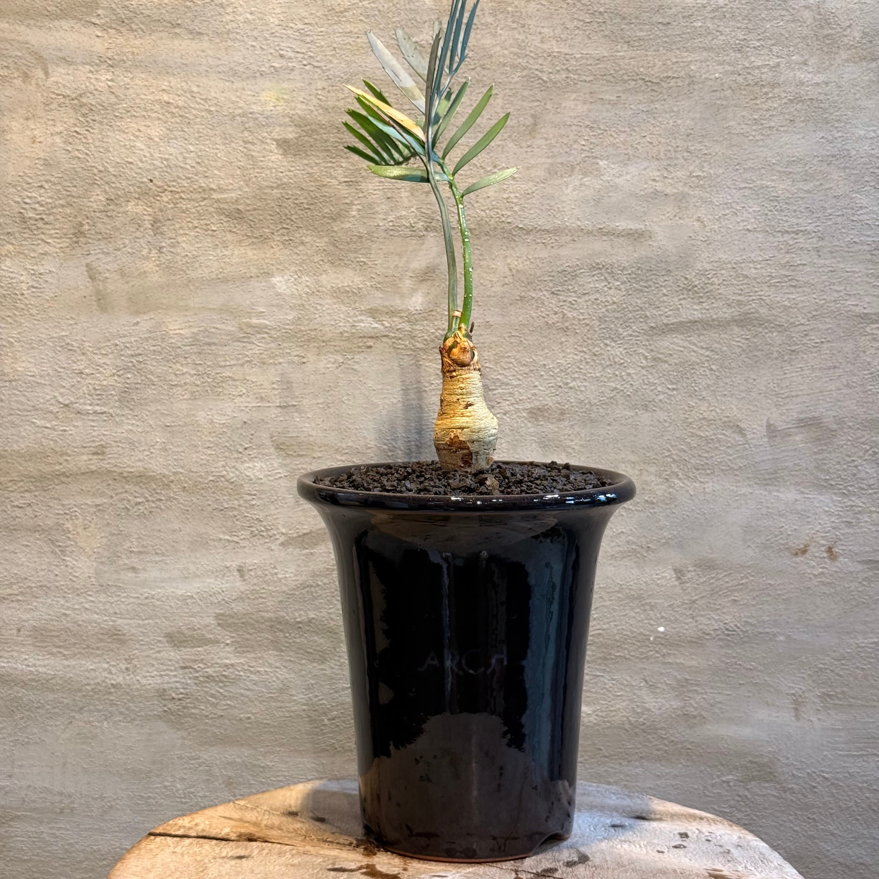 植物 | A-PLANTS