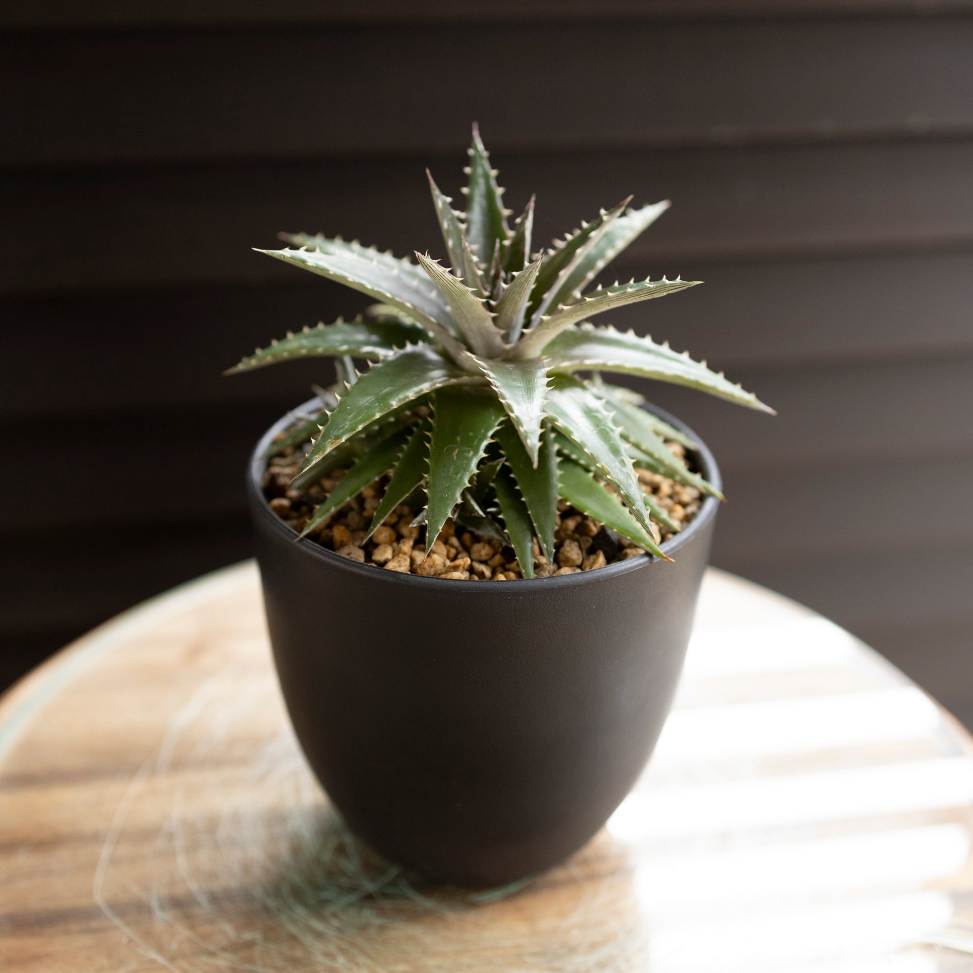 Dyckia ディッキア ワンまま様 リクエスト 3点 まとめ商品