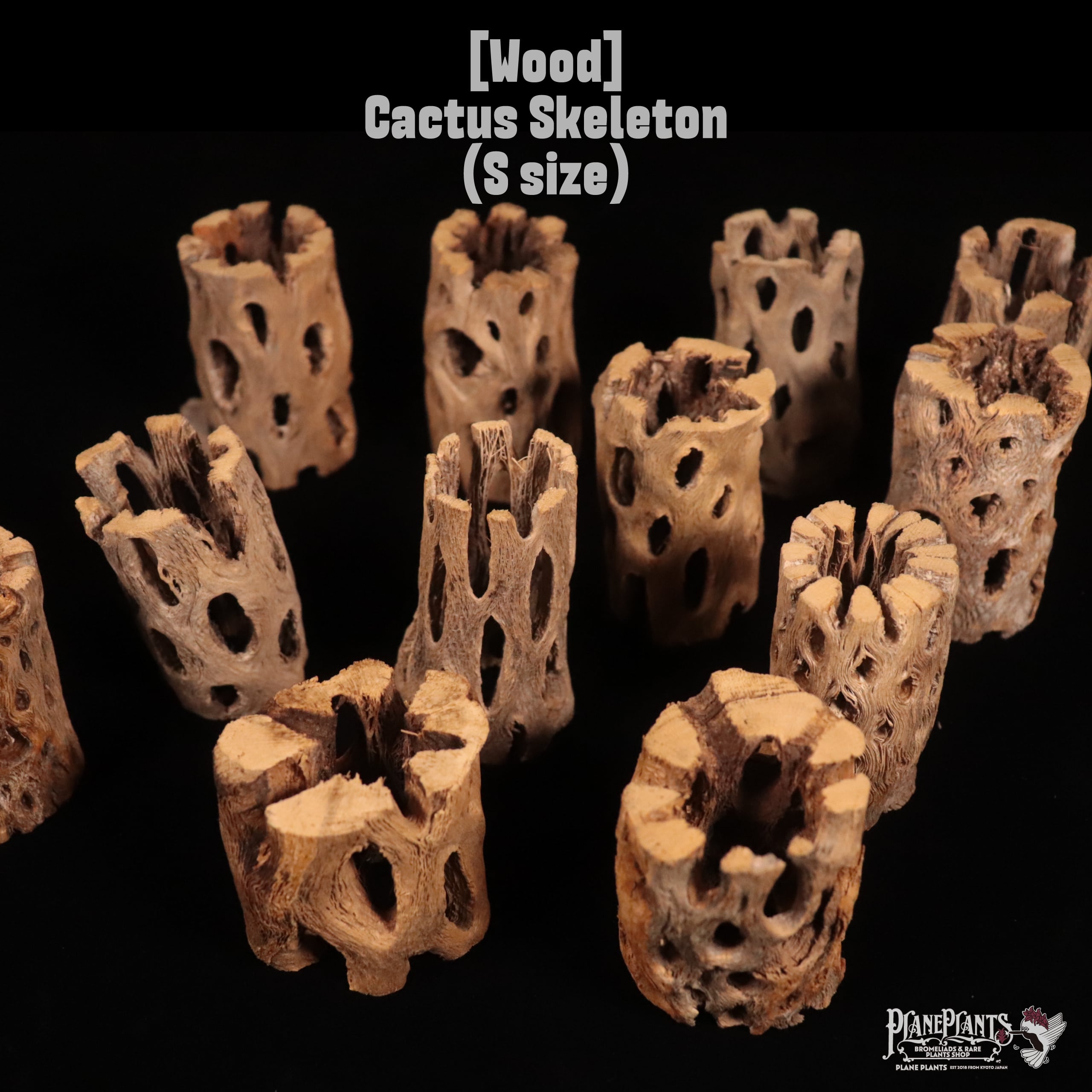 【送料別】Cactus Skeleton (S size)