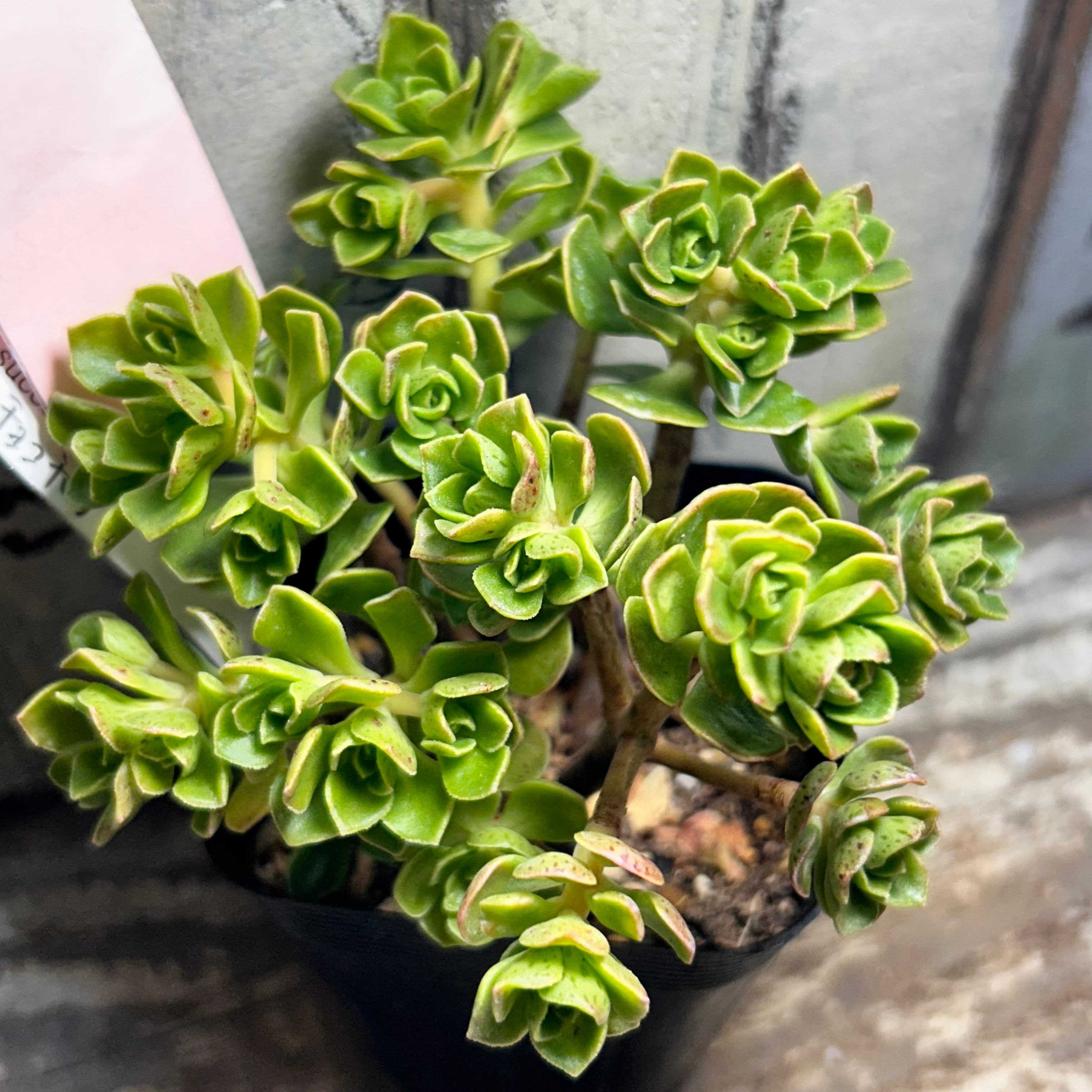 アエオニウム | RuPo 多肉植物専門店