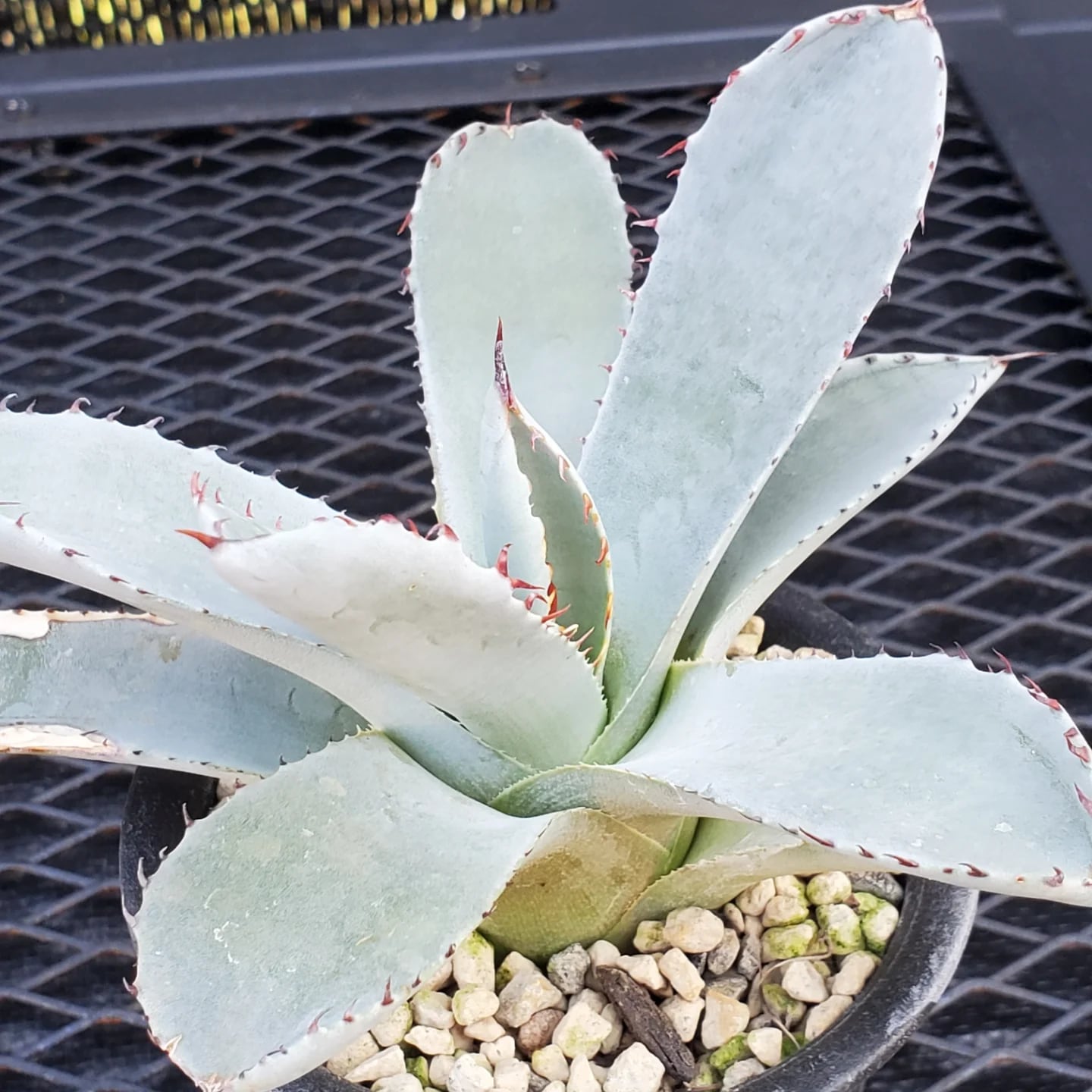 F00324_Agave parryi var. truncata：アガベ・パリー・トランカータ