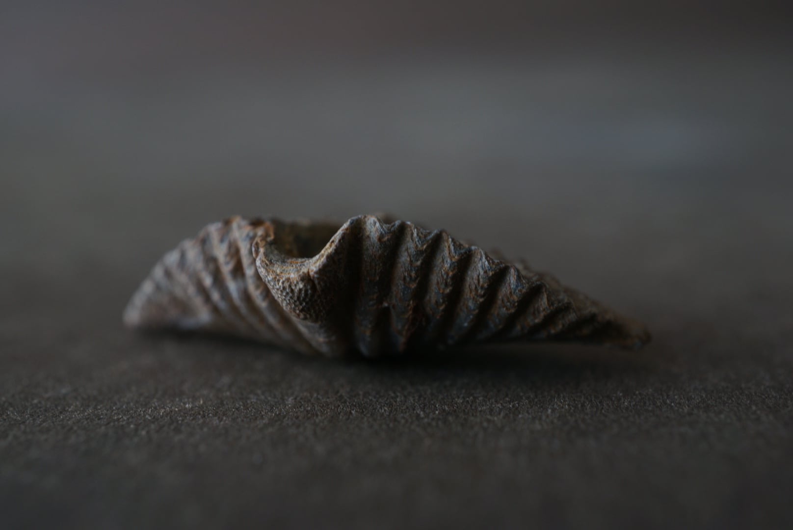 カナダ産腕足類化石 Mucrospirifer sp. 1605 | 叙景 jokei