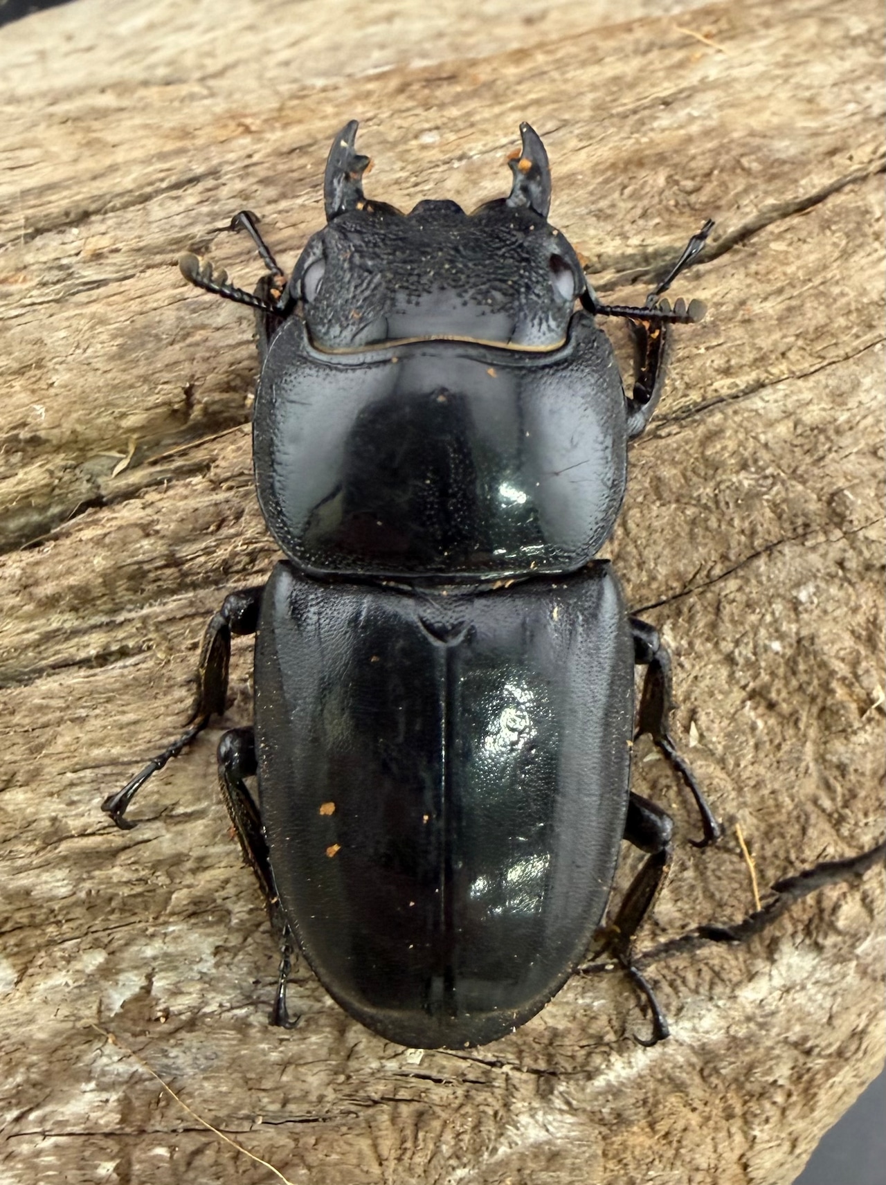 【WD】《パラワンオオヒラタ ガントン産 92mm ペア》