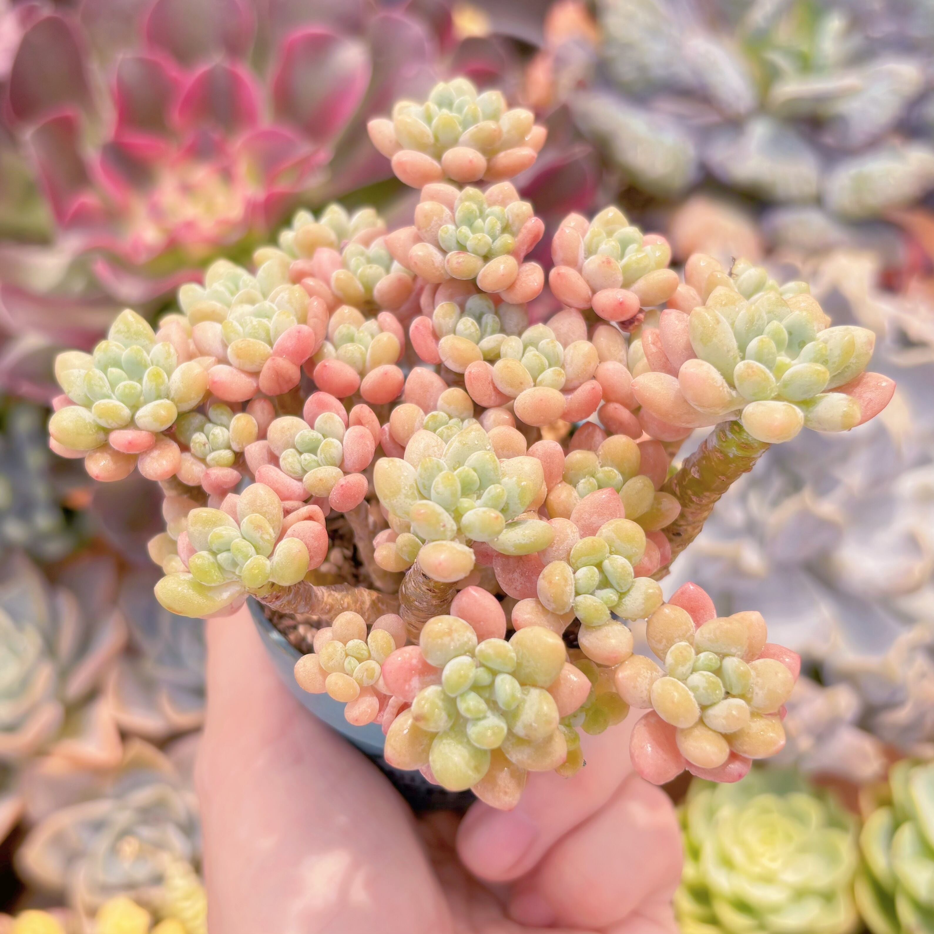 多肉植物 キャビア 群生 新入荷 るる農園 | るる農園~多肉植物専門