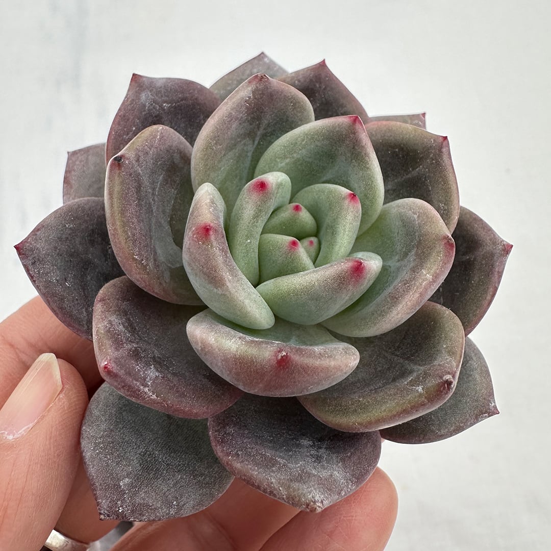 ムーンエリア 多肉植物 韓国苗 | REONA Succulents