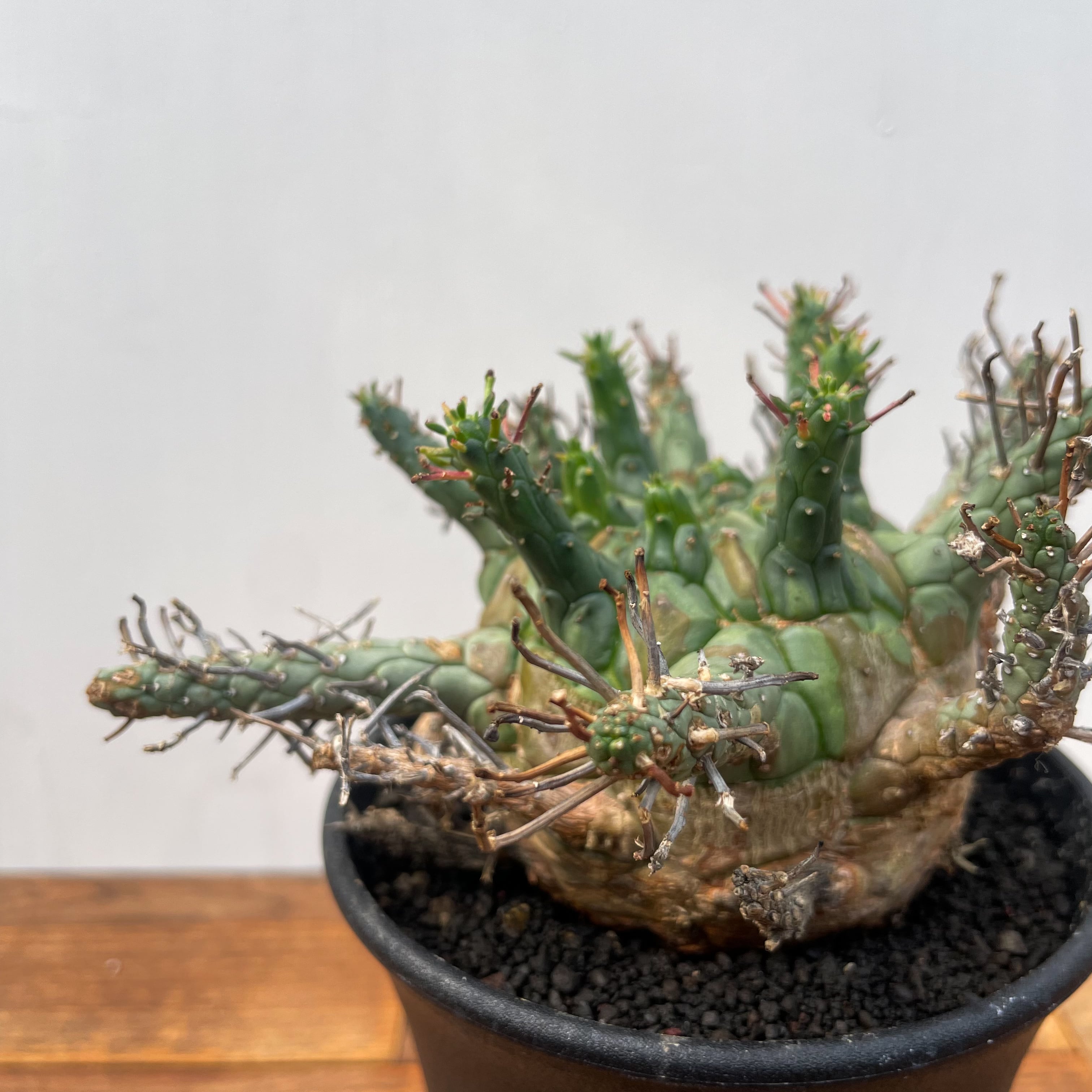 Euphorbia Decepta【ユーフォルビア・デセプタ】 | RIMO'S GREEN