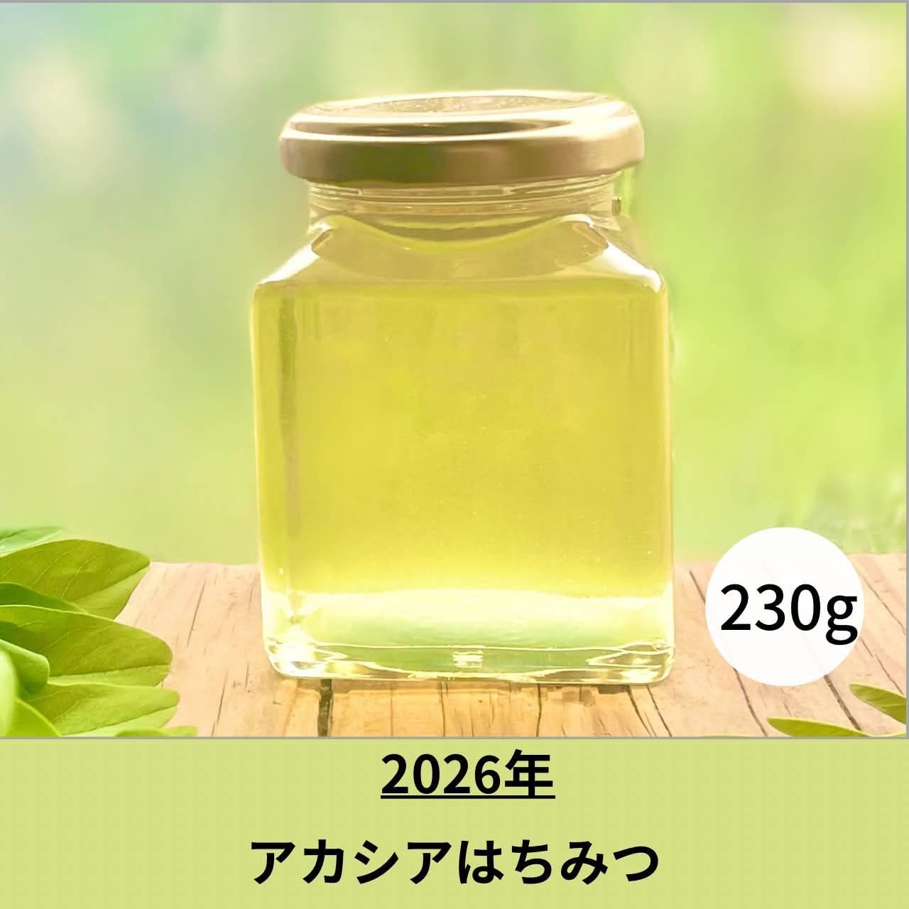 信州産 純粋生はちみつ『アカシア蜂蜜2025』230g（薬剤不使用、花粉無