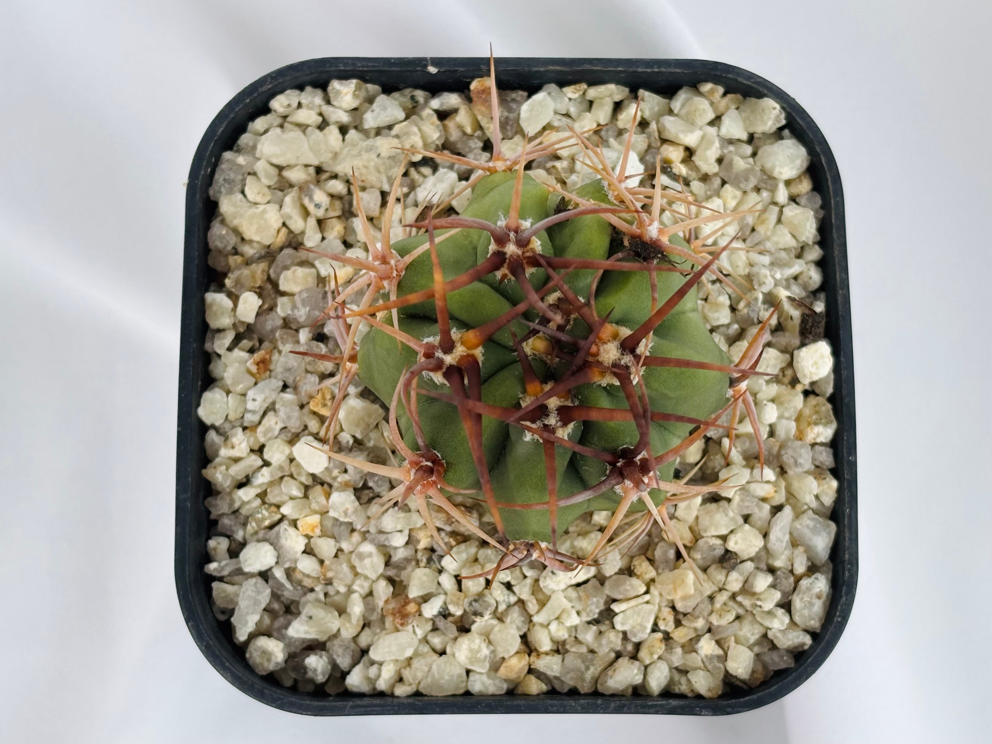 Y　サボテン　茜丸　デンモザ　実生苗 Denmoza rhodacantha デンモザ 茜丸 サボテン | plants MARU