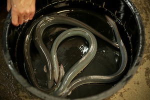 生きた鰻（活鰻）3P 1kg当たり3匹セット