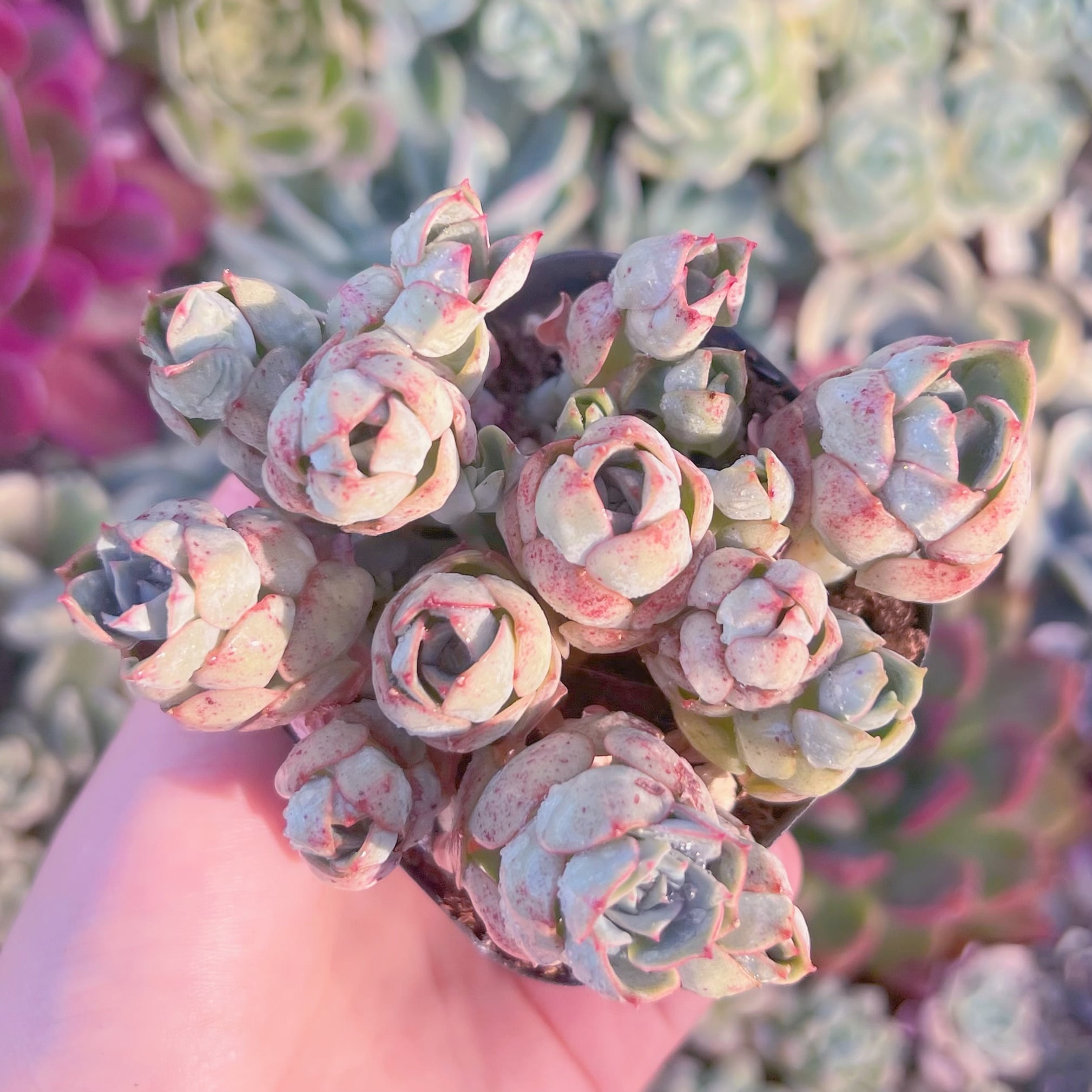 現品　イタリアローズ#F009　るる農園