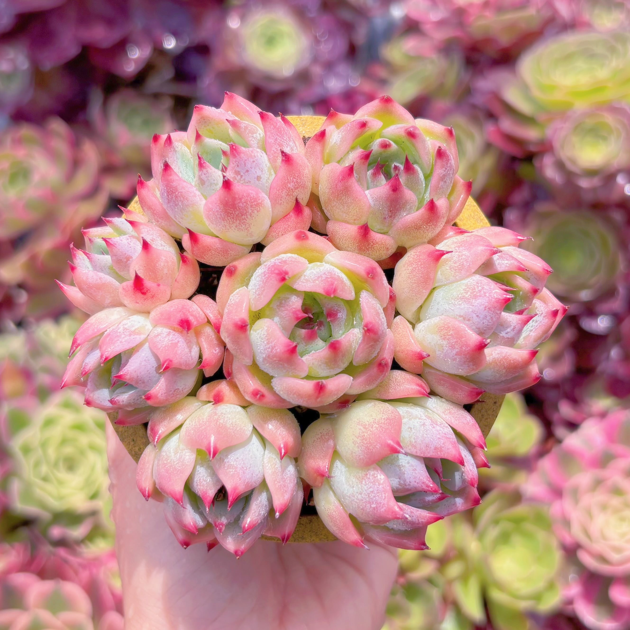 多肉植物　チワワ(7苗)　新入荷　るる農園