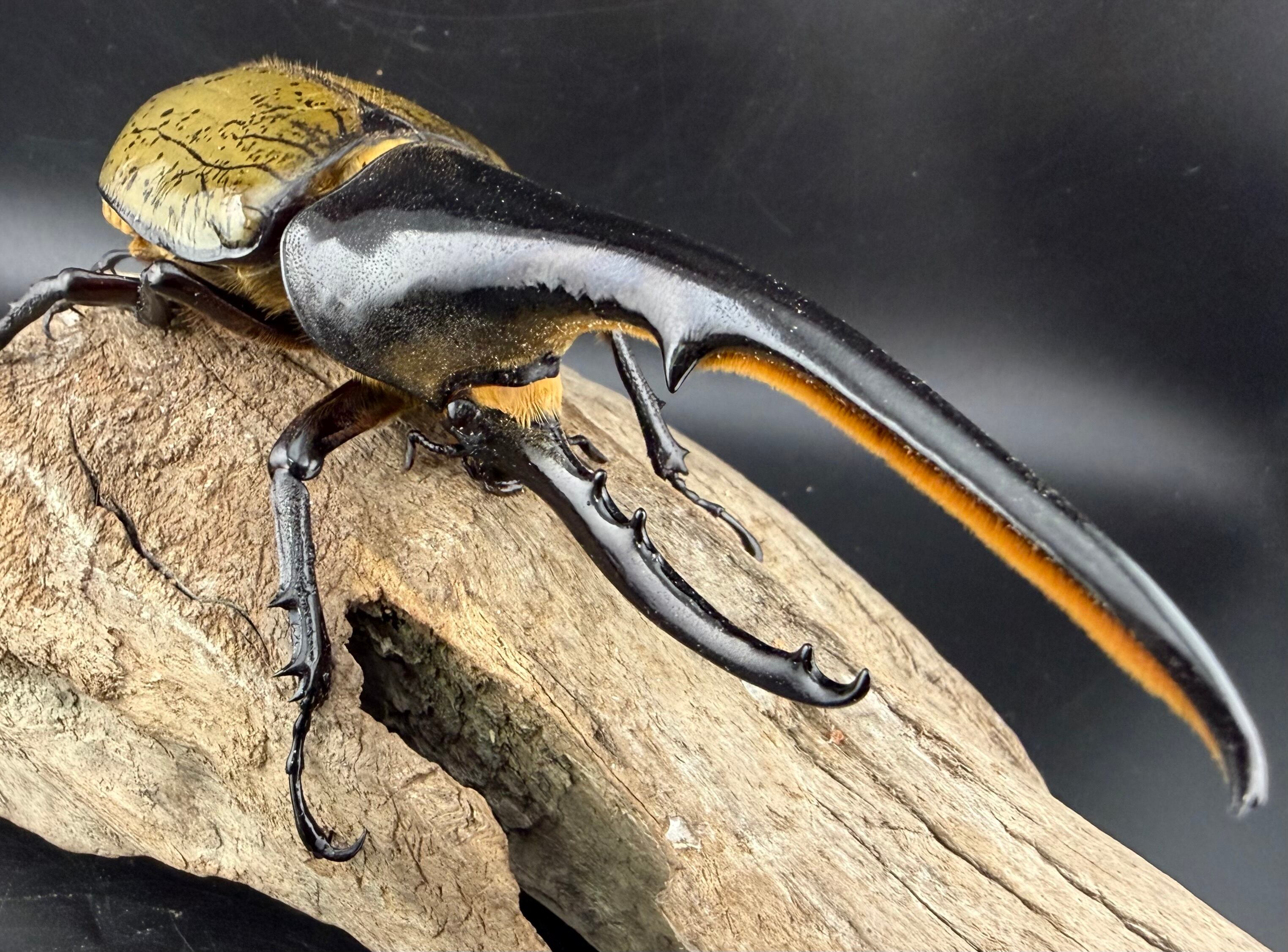 ヘラクレス・ヘラクレス 140mm ペア》 | KPW公式オンラインショップ